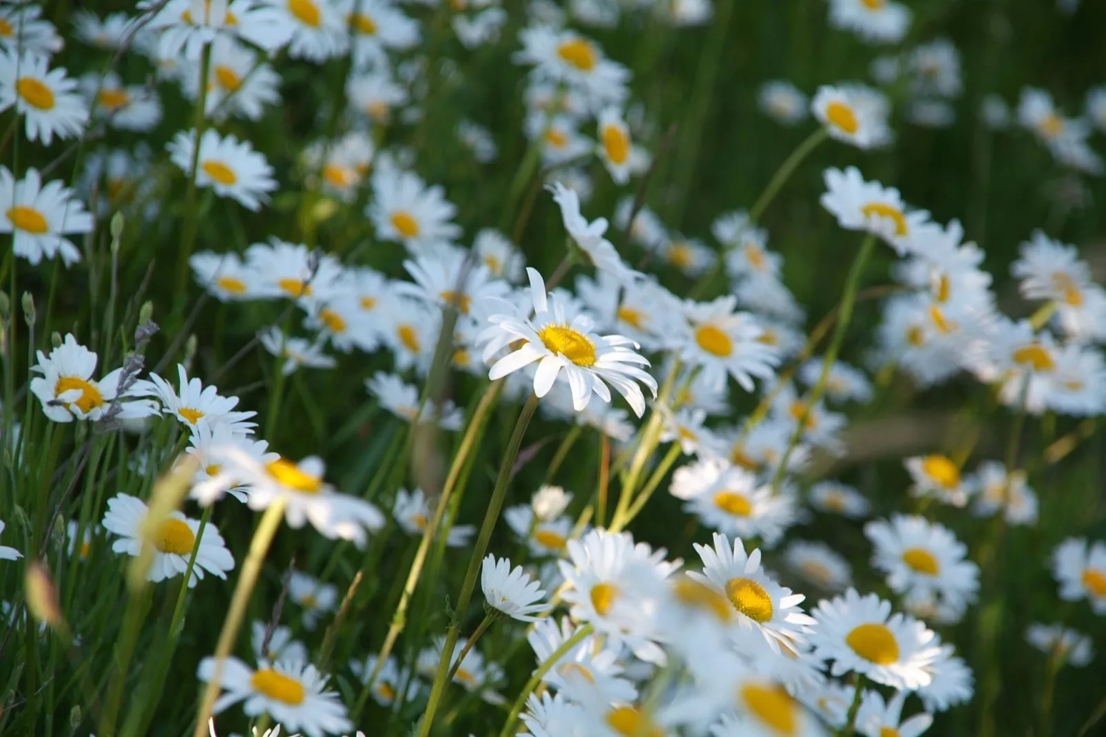 Mühle mit Charme-Gardens summer