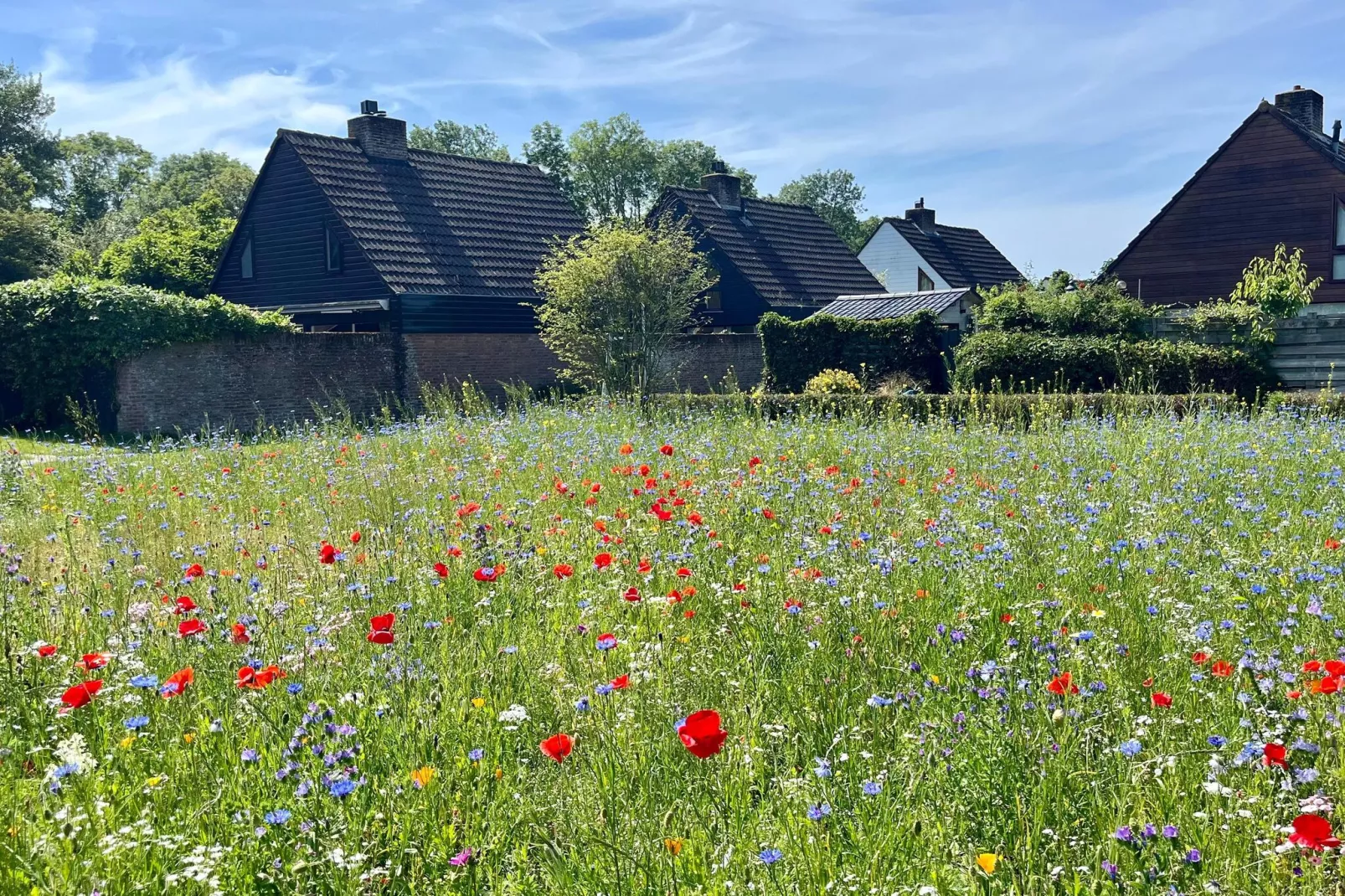 Familiehuis in Noordwijkerhout-Gardens summer