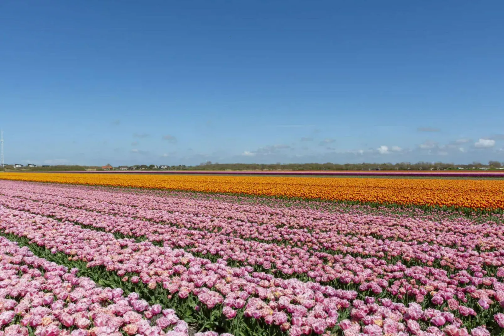 Duinroosweg 83-Areas summer 5km