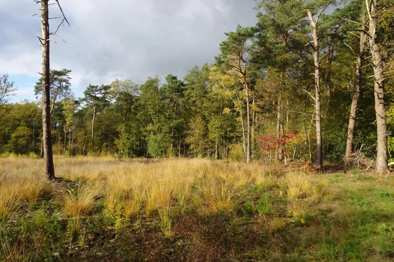 Wellnes suite-Areas summer 5km