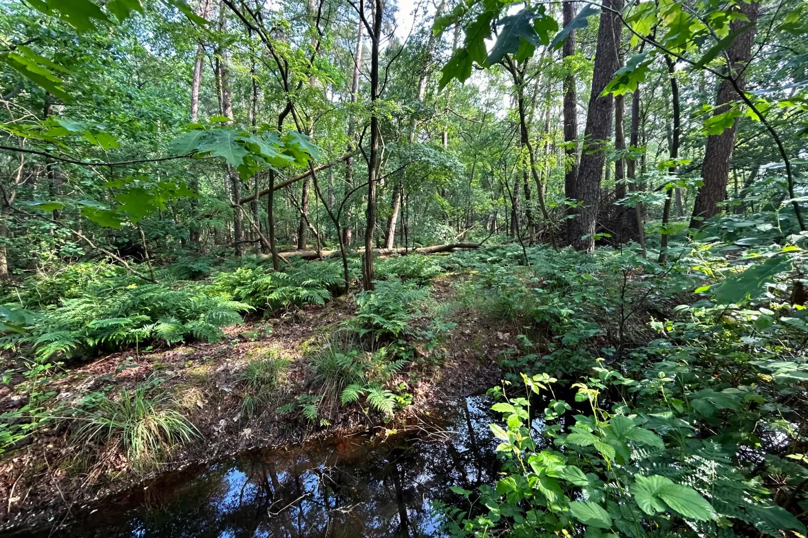 Wellnes suite-Areas summer 5km