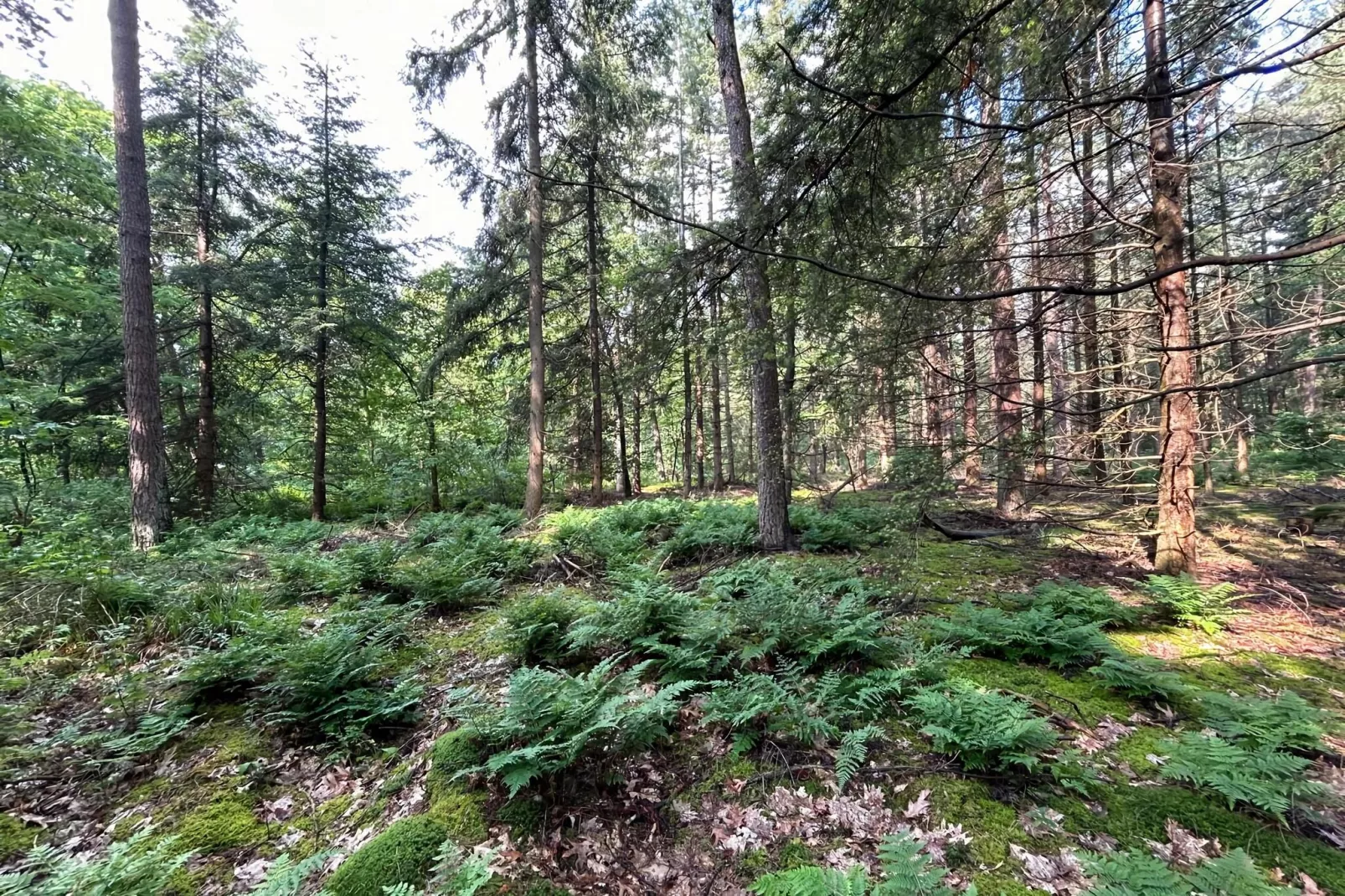 Wellnes suite-Areas summer 5km