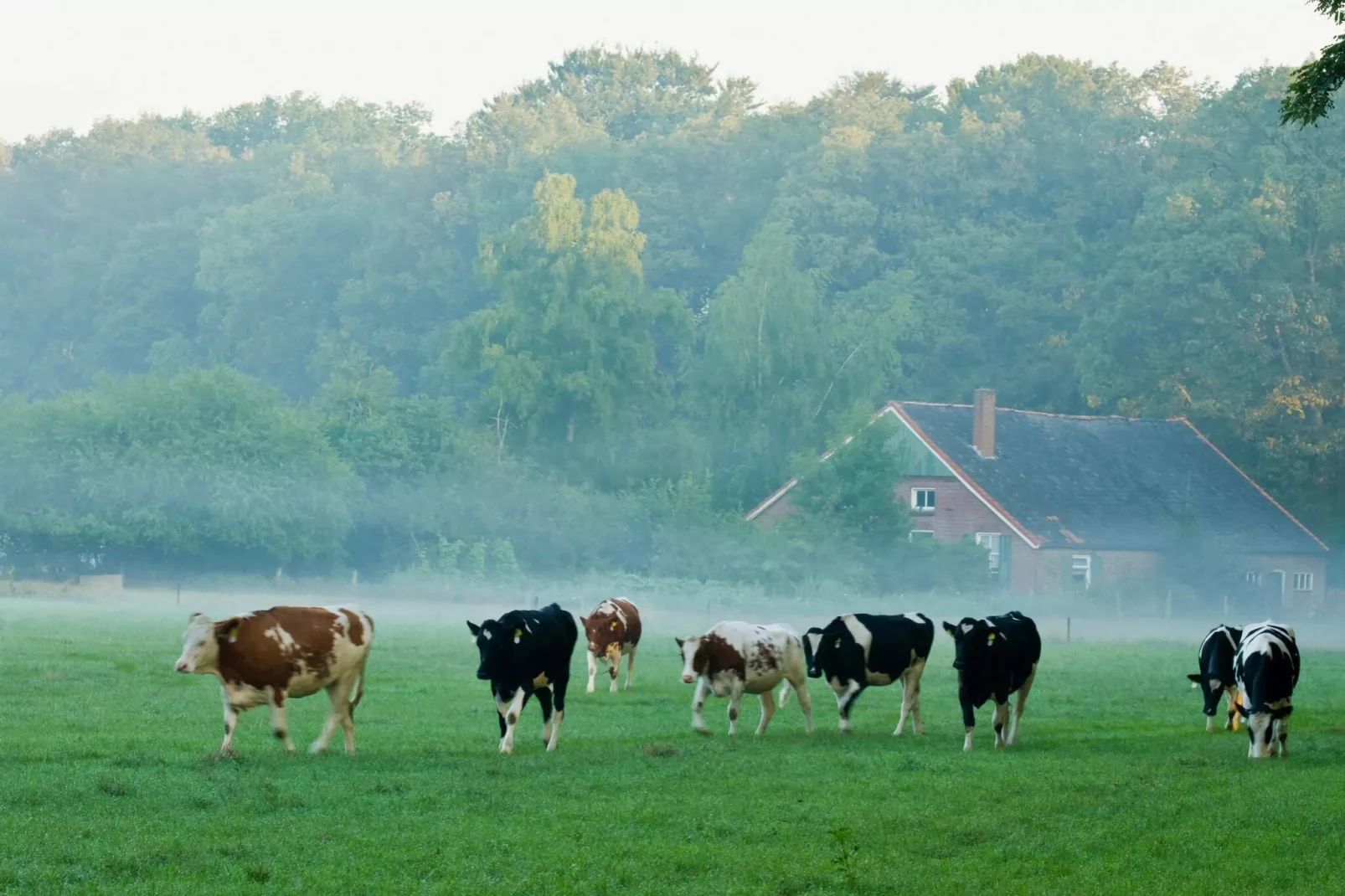 Bos suite-Gebiete Sommer 1 km