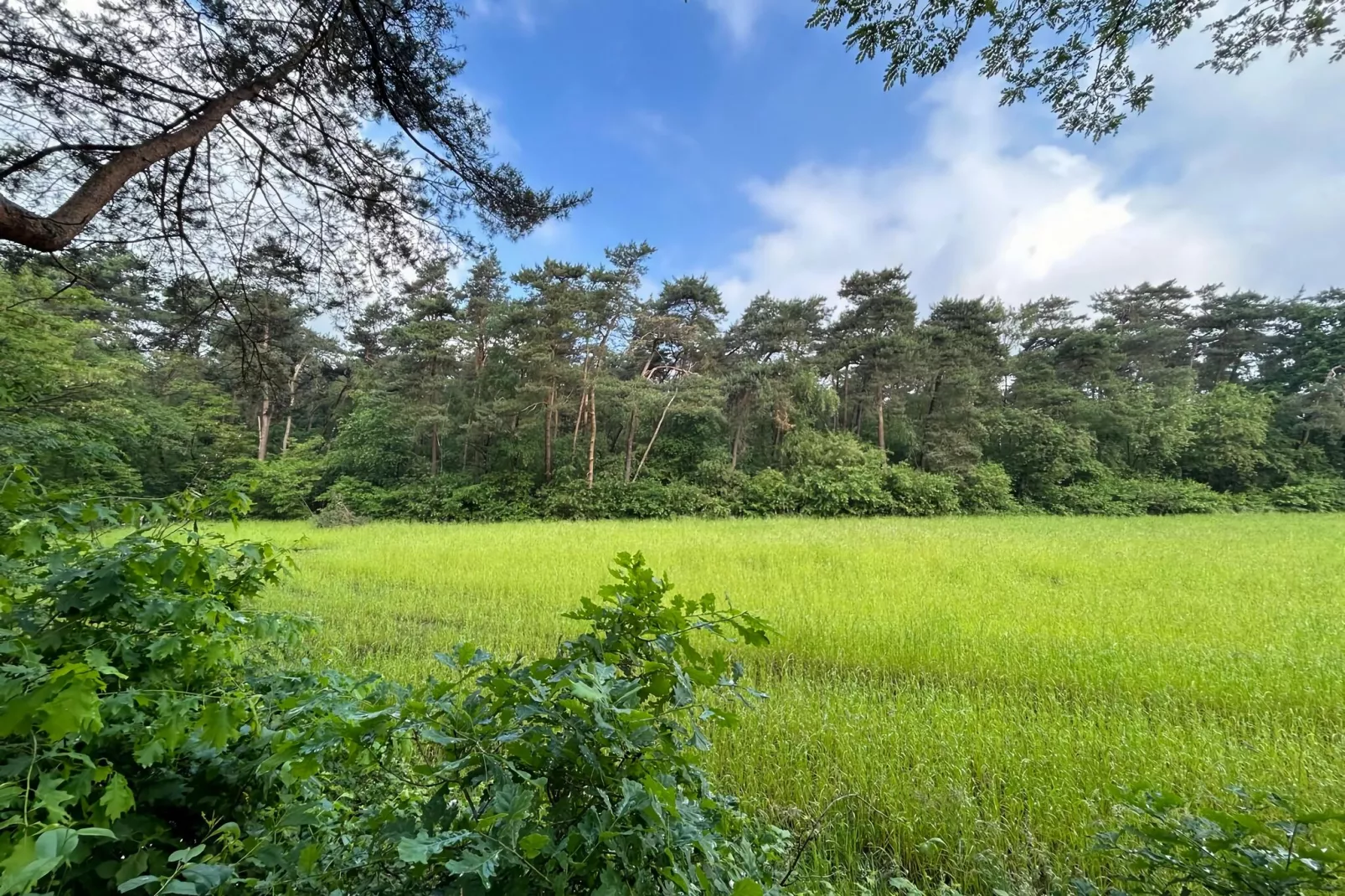 Bos suite-Gebiete Sommer 5 km