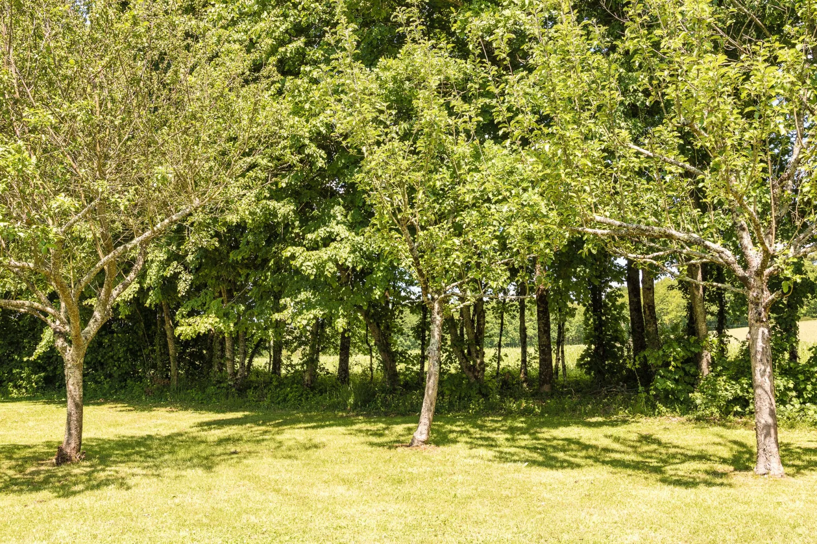 Maisonneuve-Gardens summer