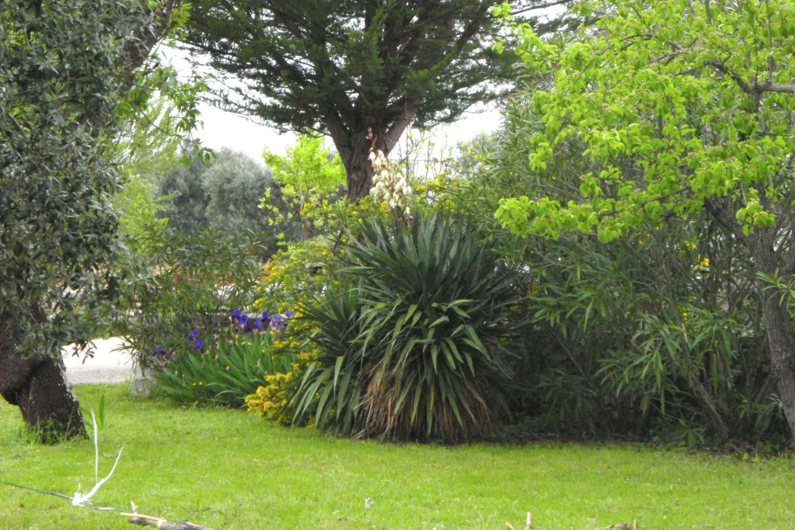 Il Tesoro-Gardens summer