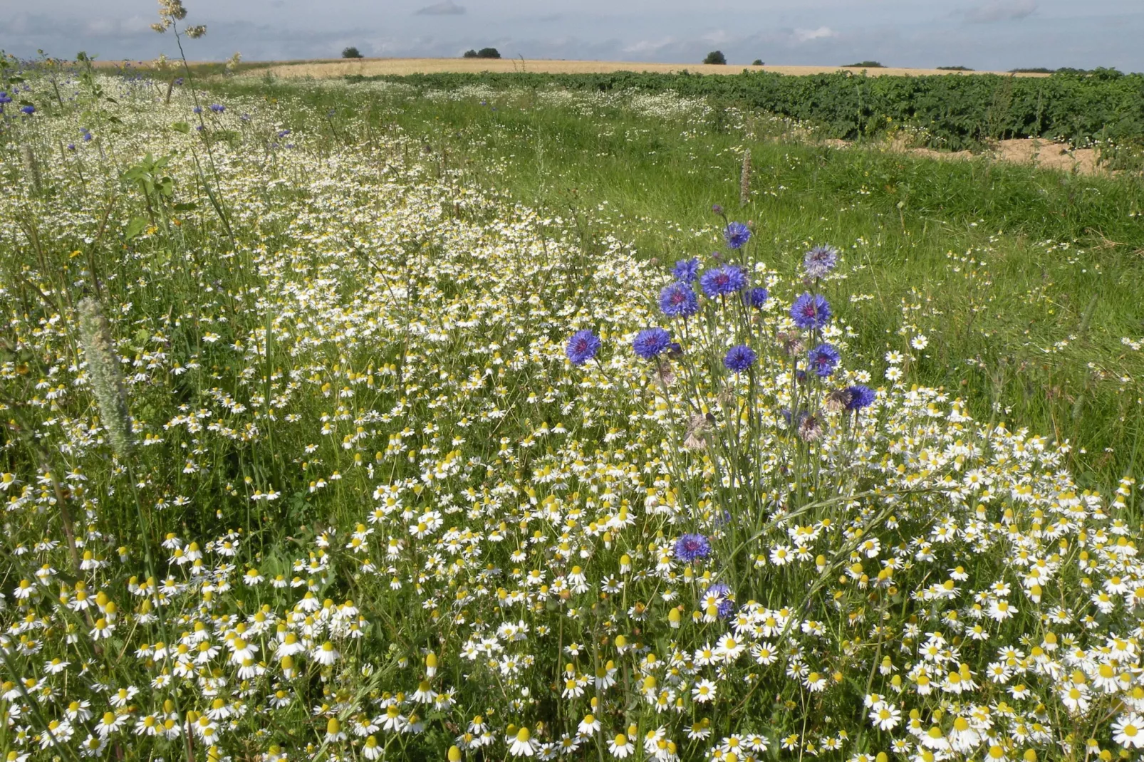 Les Orchidées-Areas summer 1km