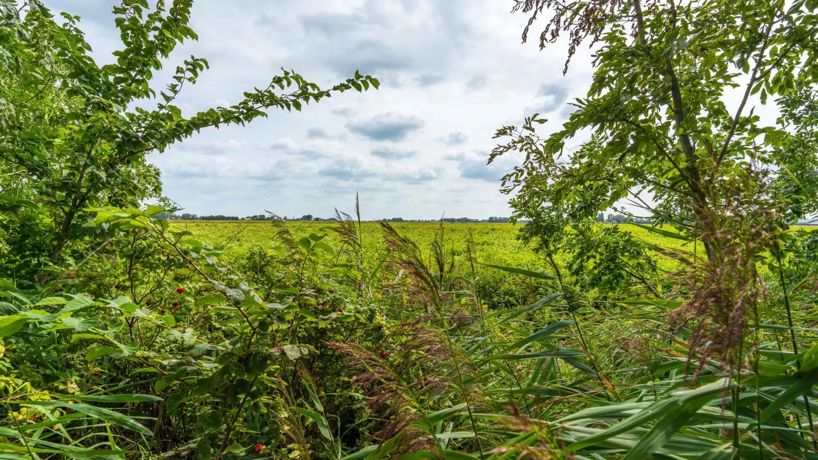 Huske 2-Gebiete Sommer 1 km