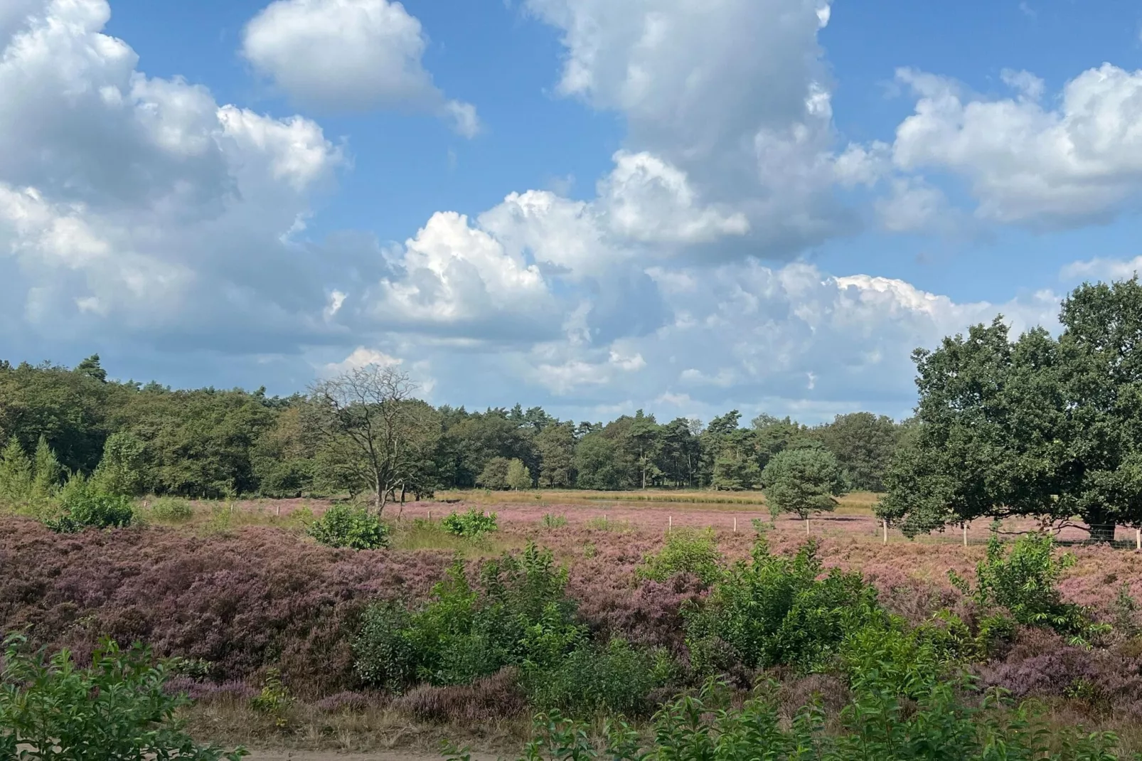 De Weide 4P-Areas summer 1km