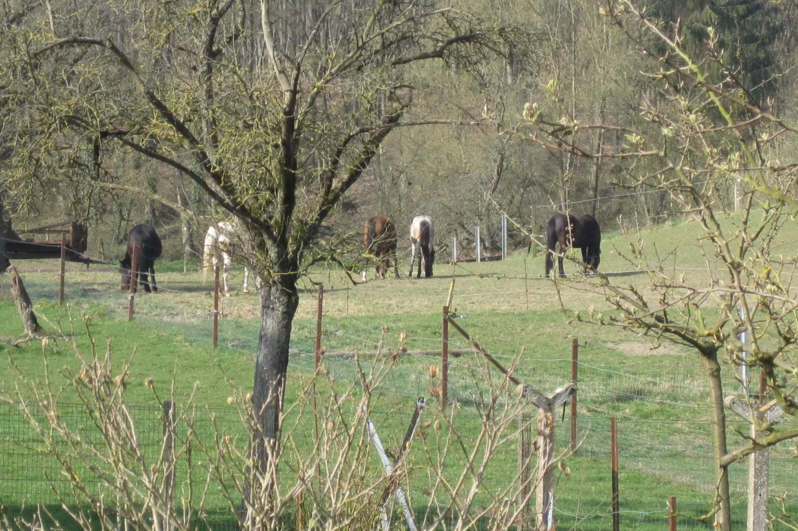 La Ferme d'Amélie-View summer
