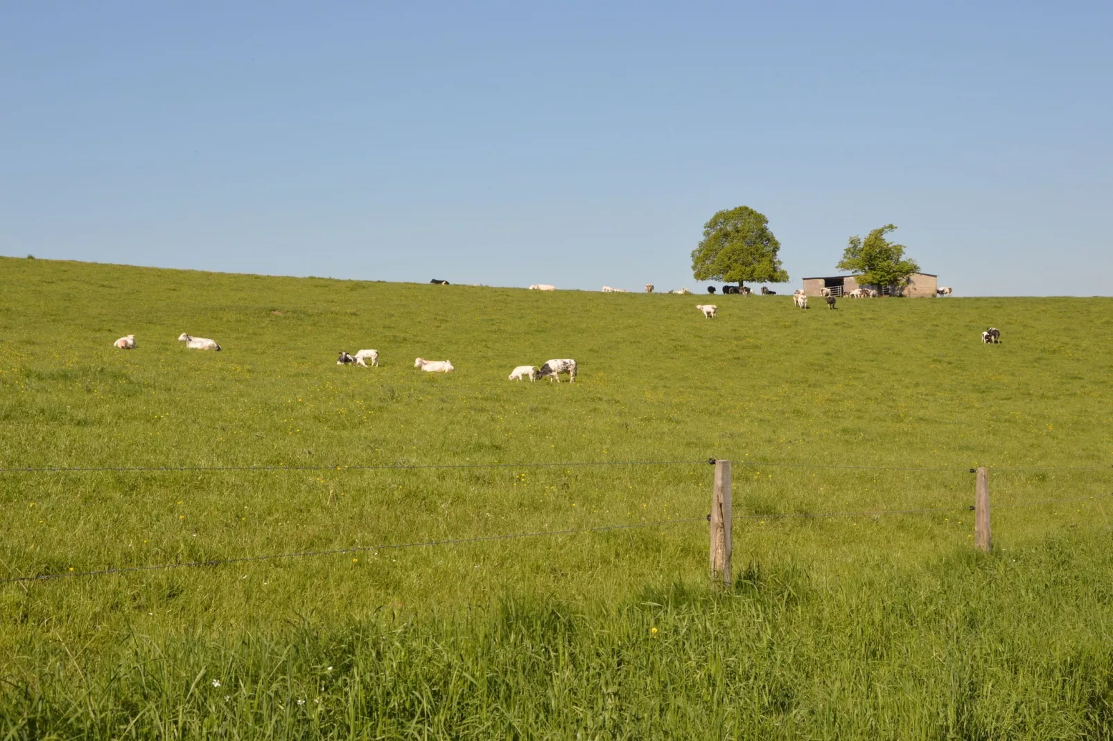 Les Bernaches-Areas summer 1km