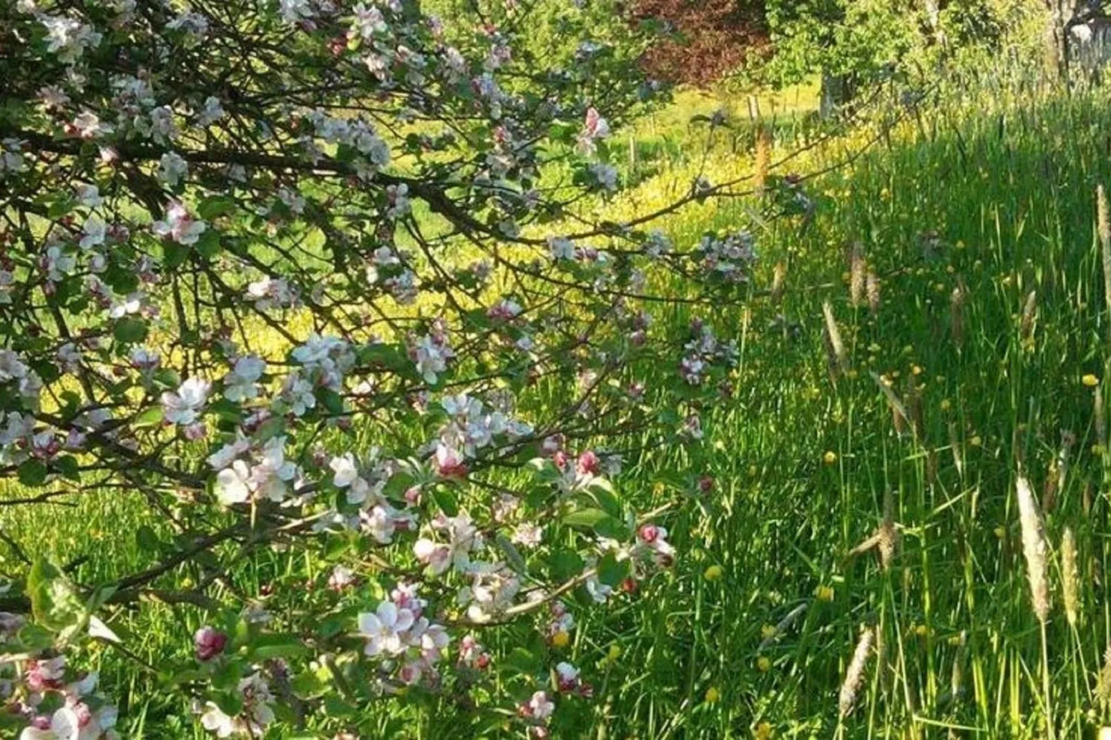 Le Marteaubois-Jardin d'été