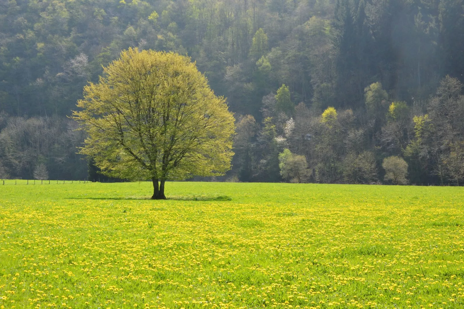 Jardin de l'Ourthe 22-Atmosphere