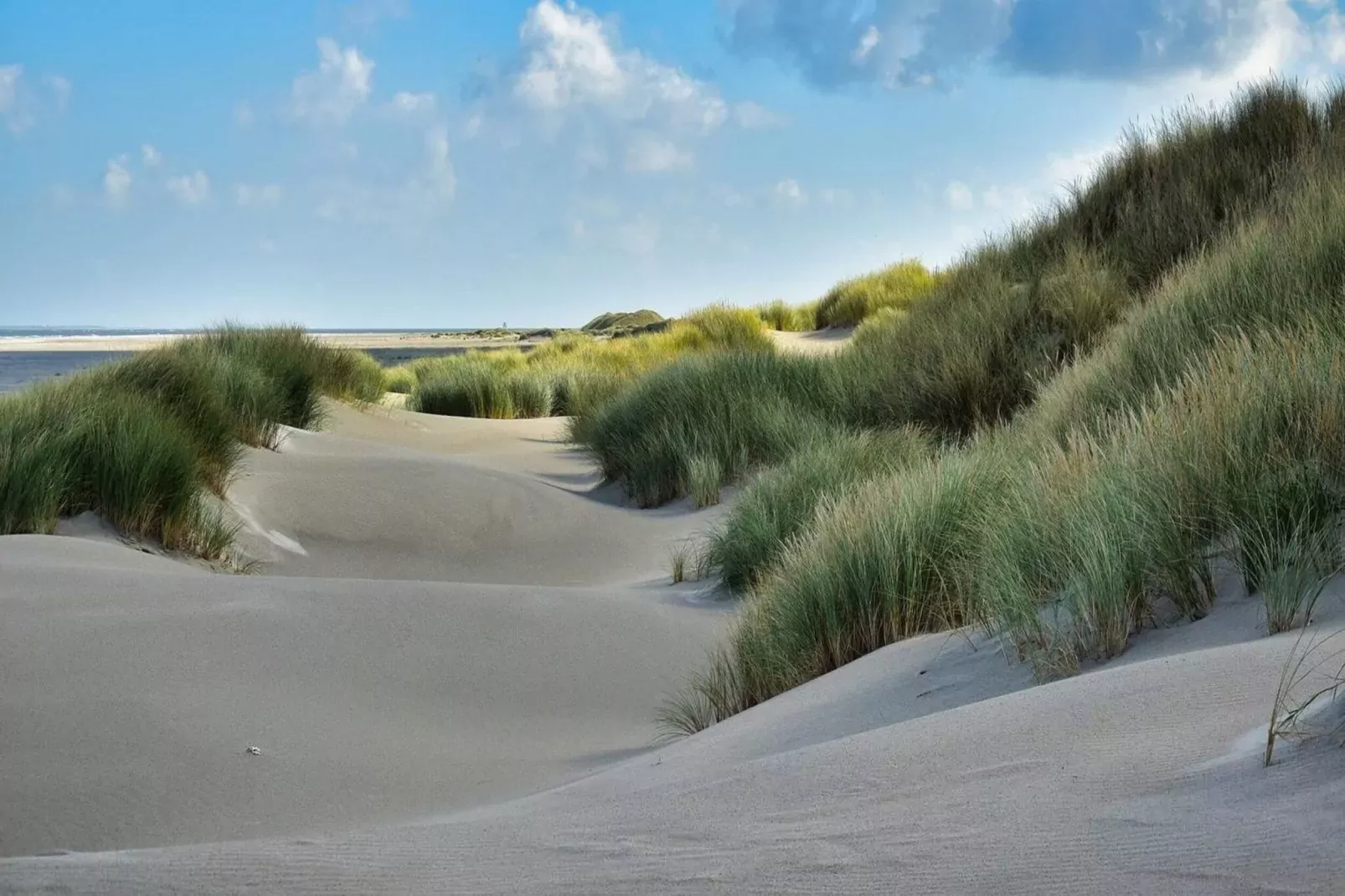 Schoneveld 35 Zeester Breskens-Areas summer 5km