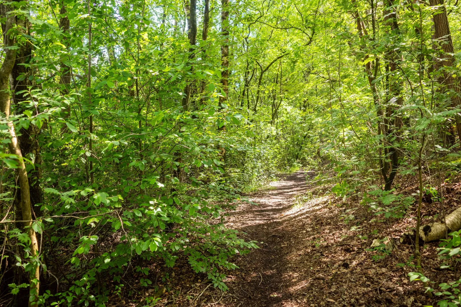 Luxe vakantiehuis Veluwe met Wellness-Areas summer 1km