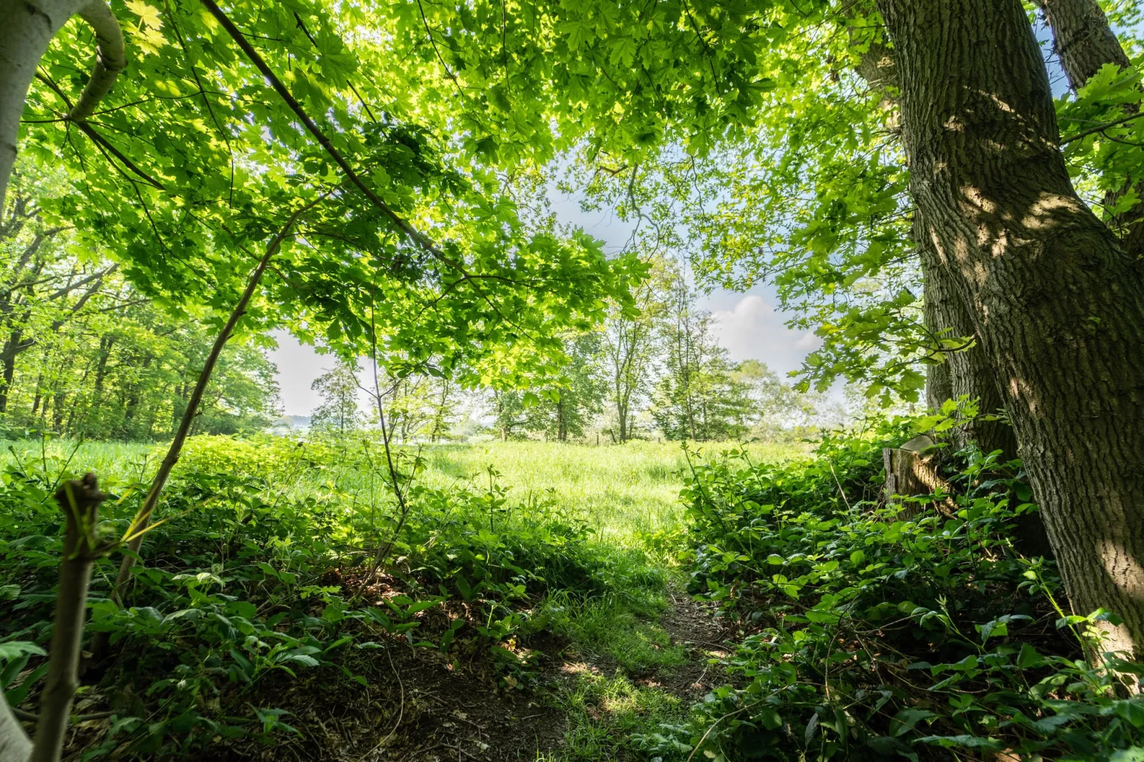 Boshuisje-View summer