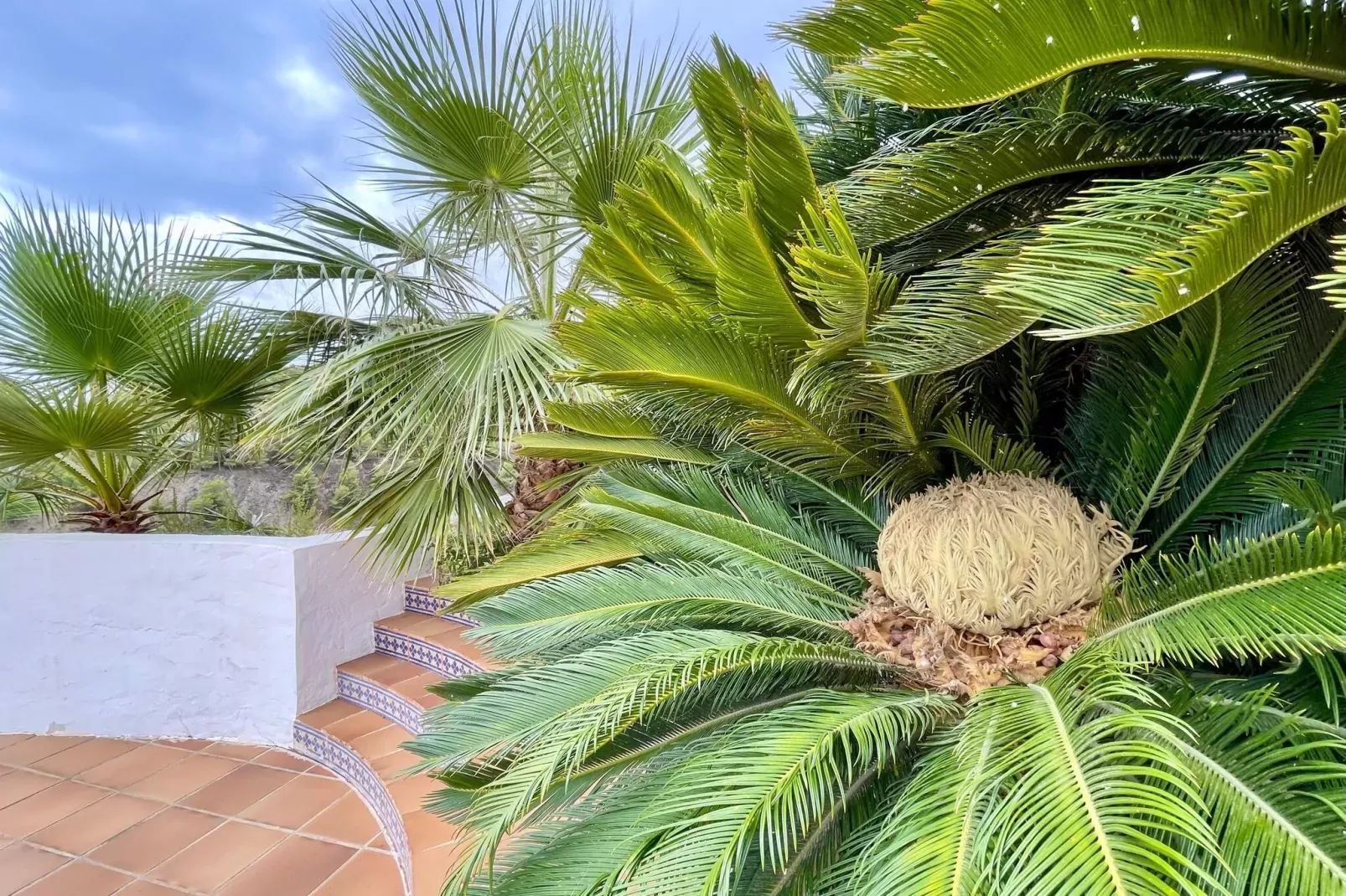 Casa Mirador-Gardens summer