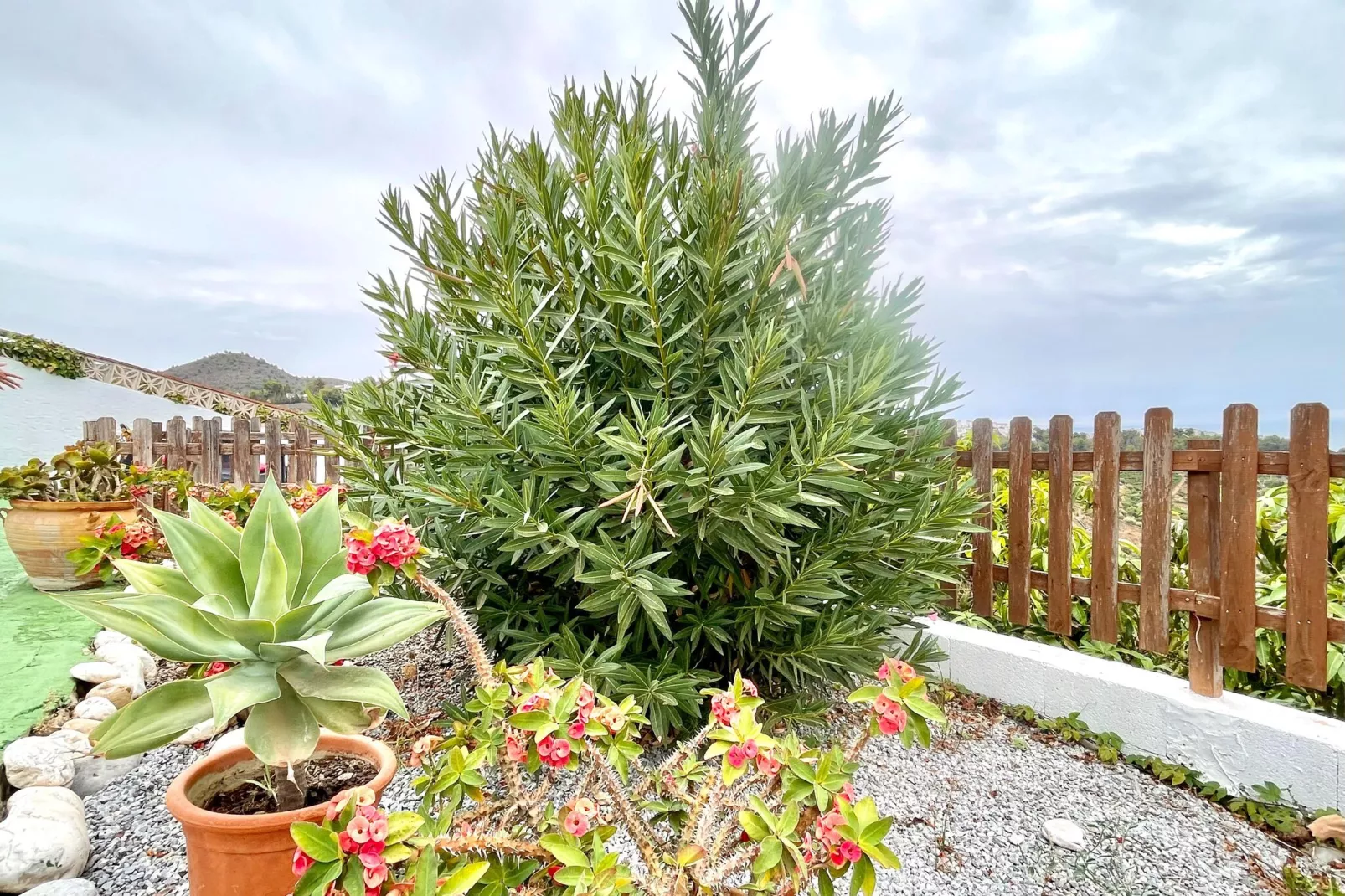 Casa Amparo-Gardens summer
