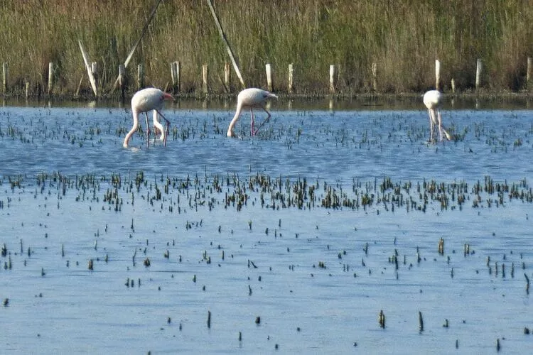 Holiday home Salin-de-Giraud-Water view