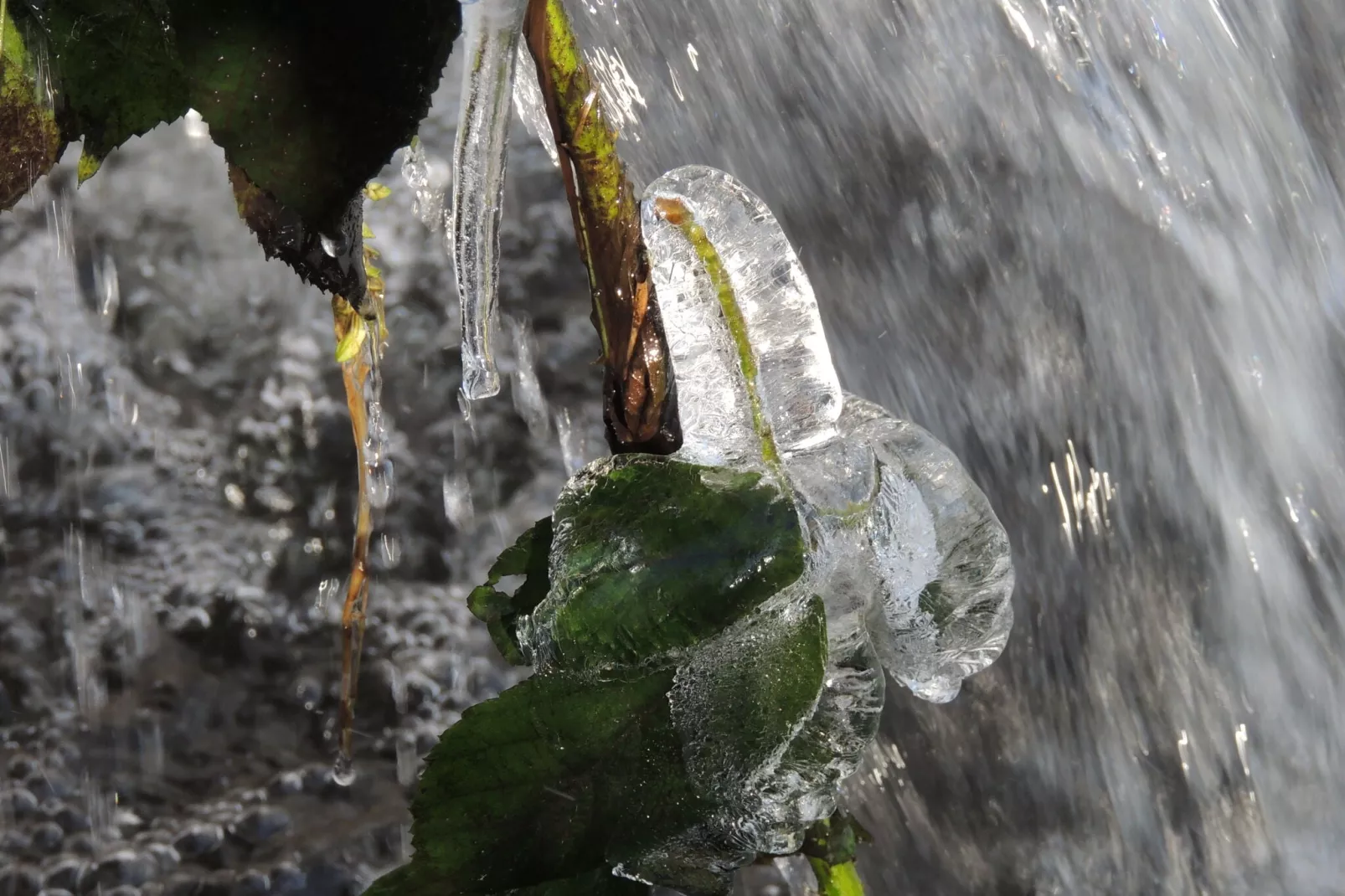 Domaine du Pichoux-Garden winter