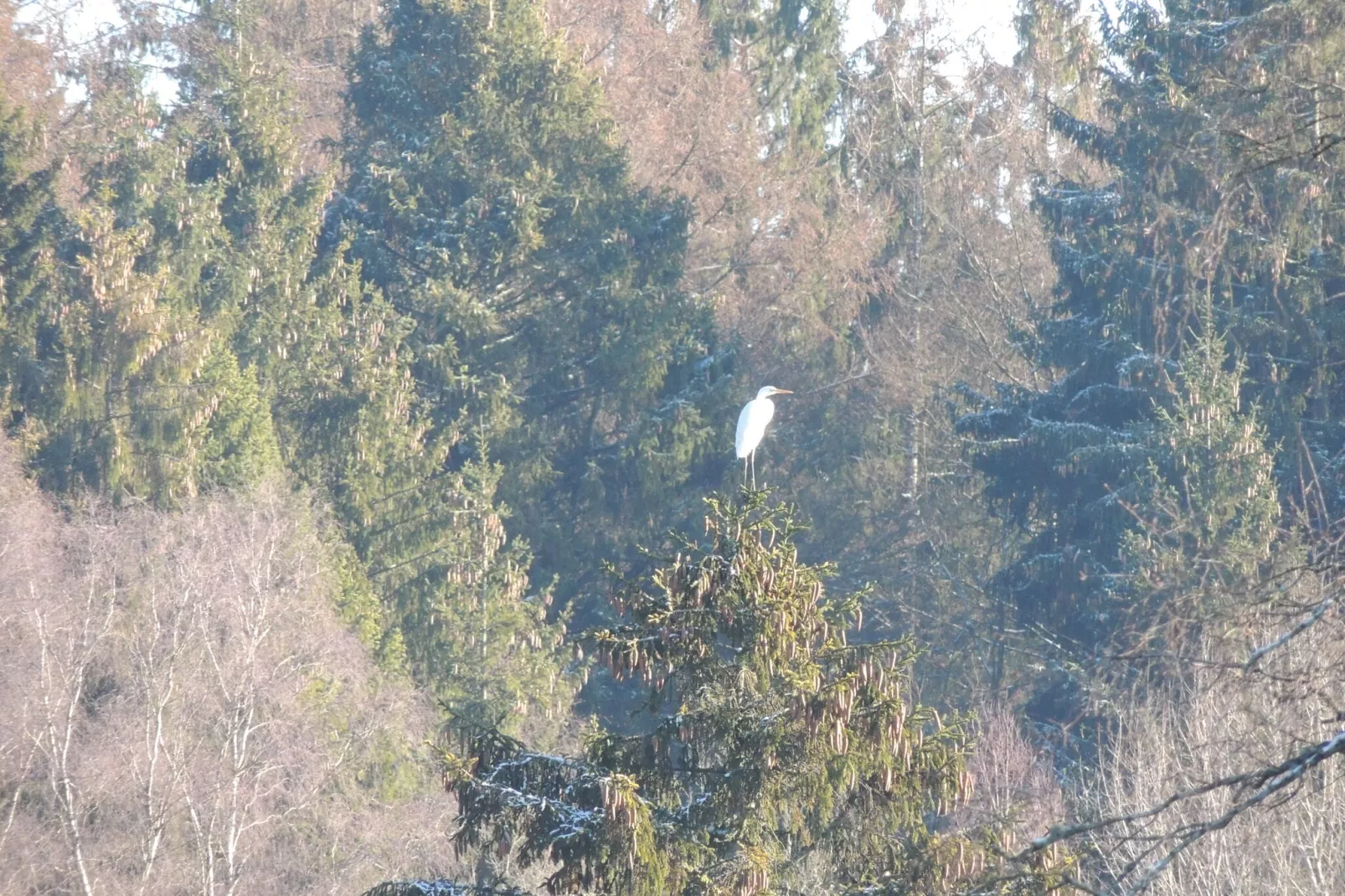 Domaine du Pichoux-Garden winter