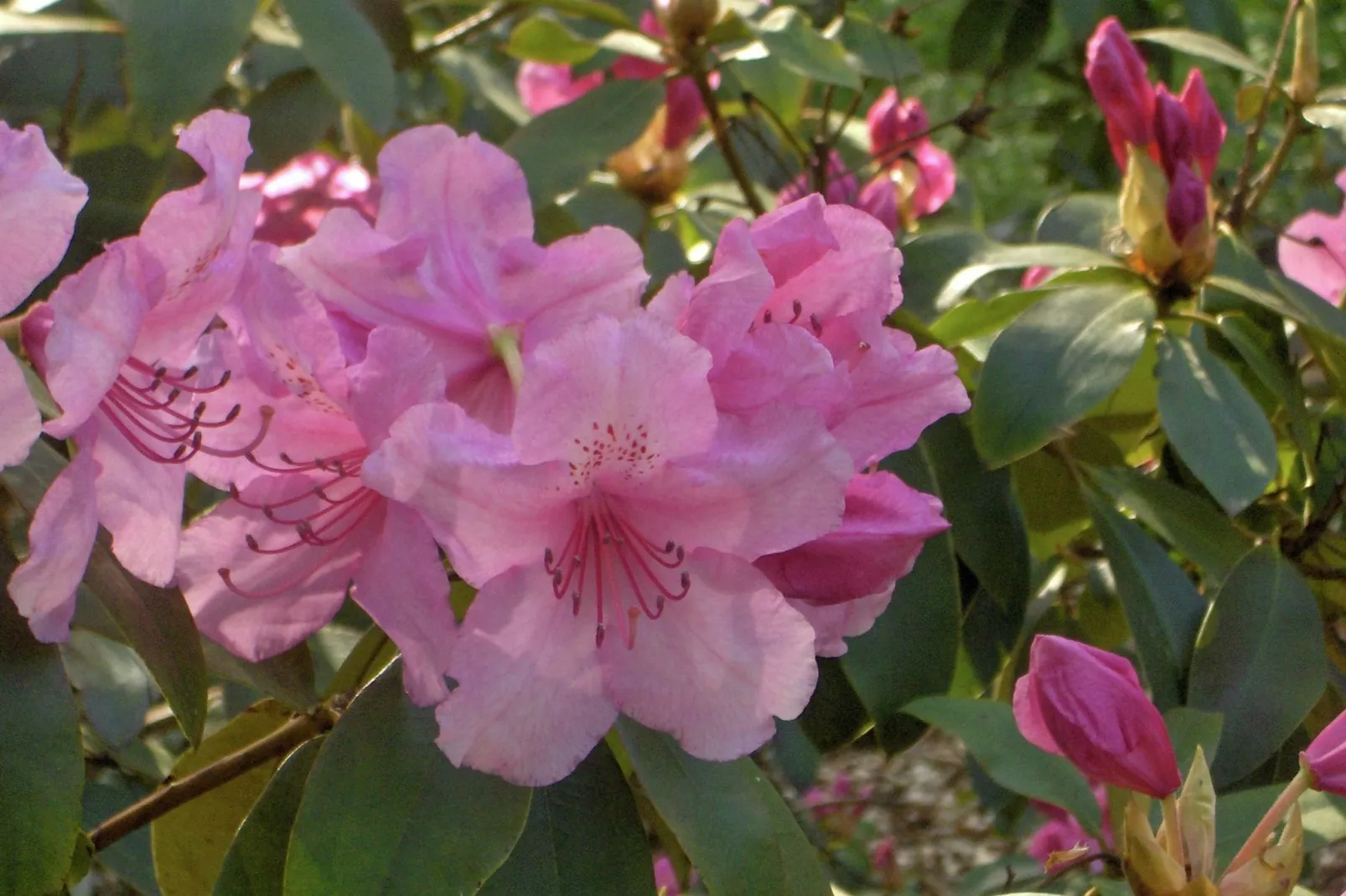 Les Vateaux-Gardens in summer