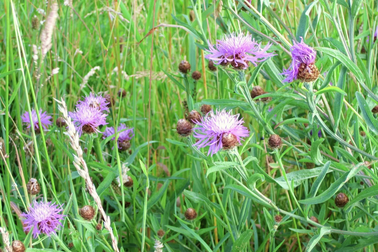 Les Vateaux-Areas within 20km in summer