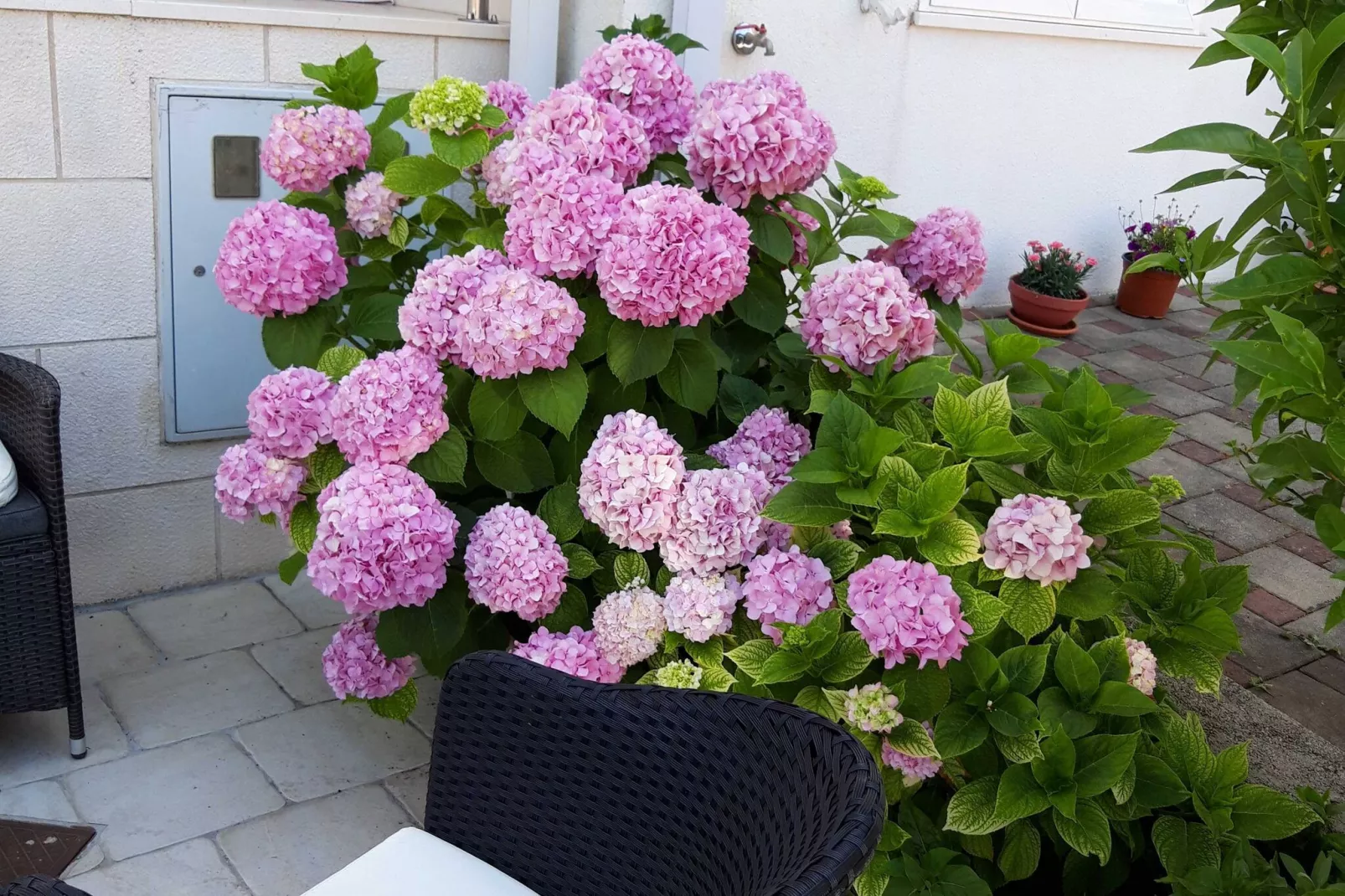 Apartments Pojko - Standard One-Bedroom Apartment with Terrace (Red)-Gardens summer