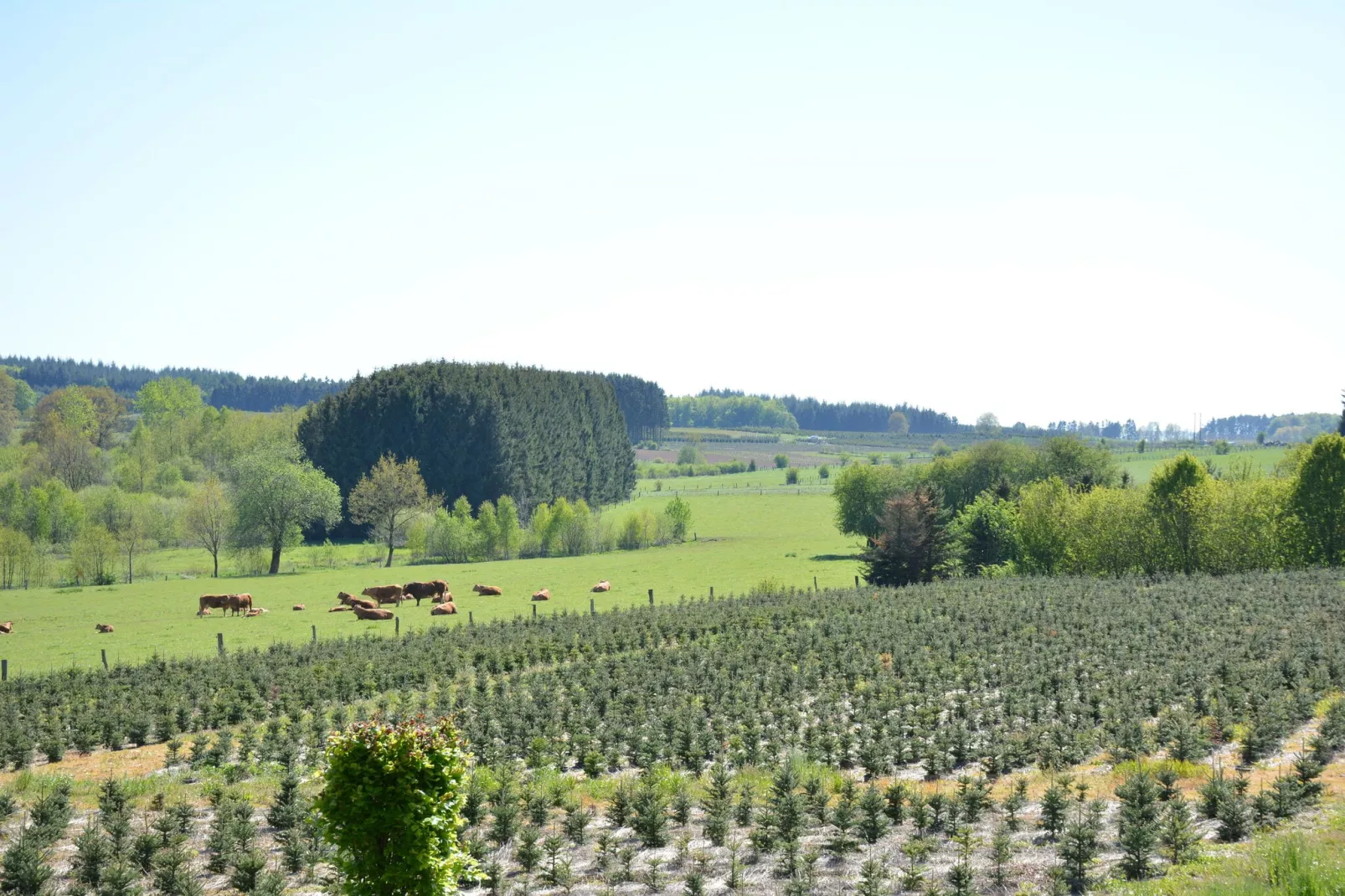 La Brocanteuse-View summer