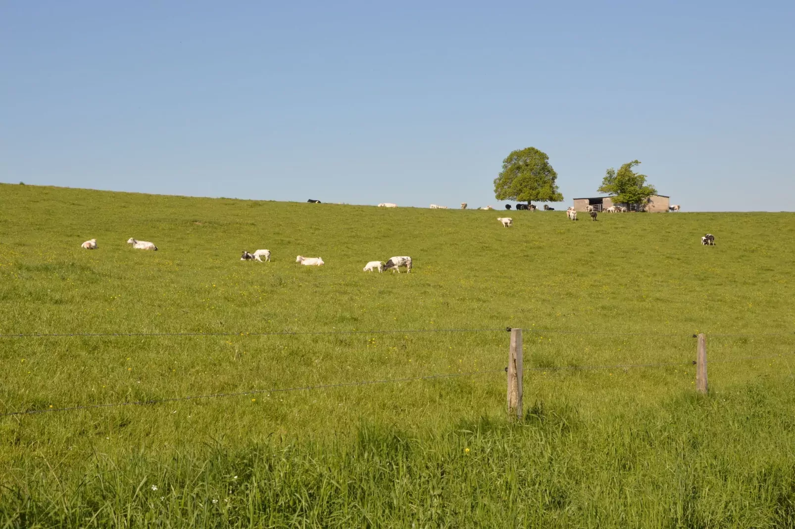 Belvédère-Areas summer 20km