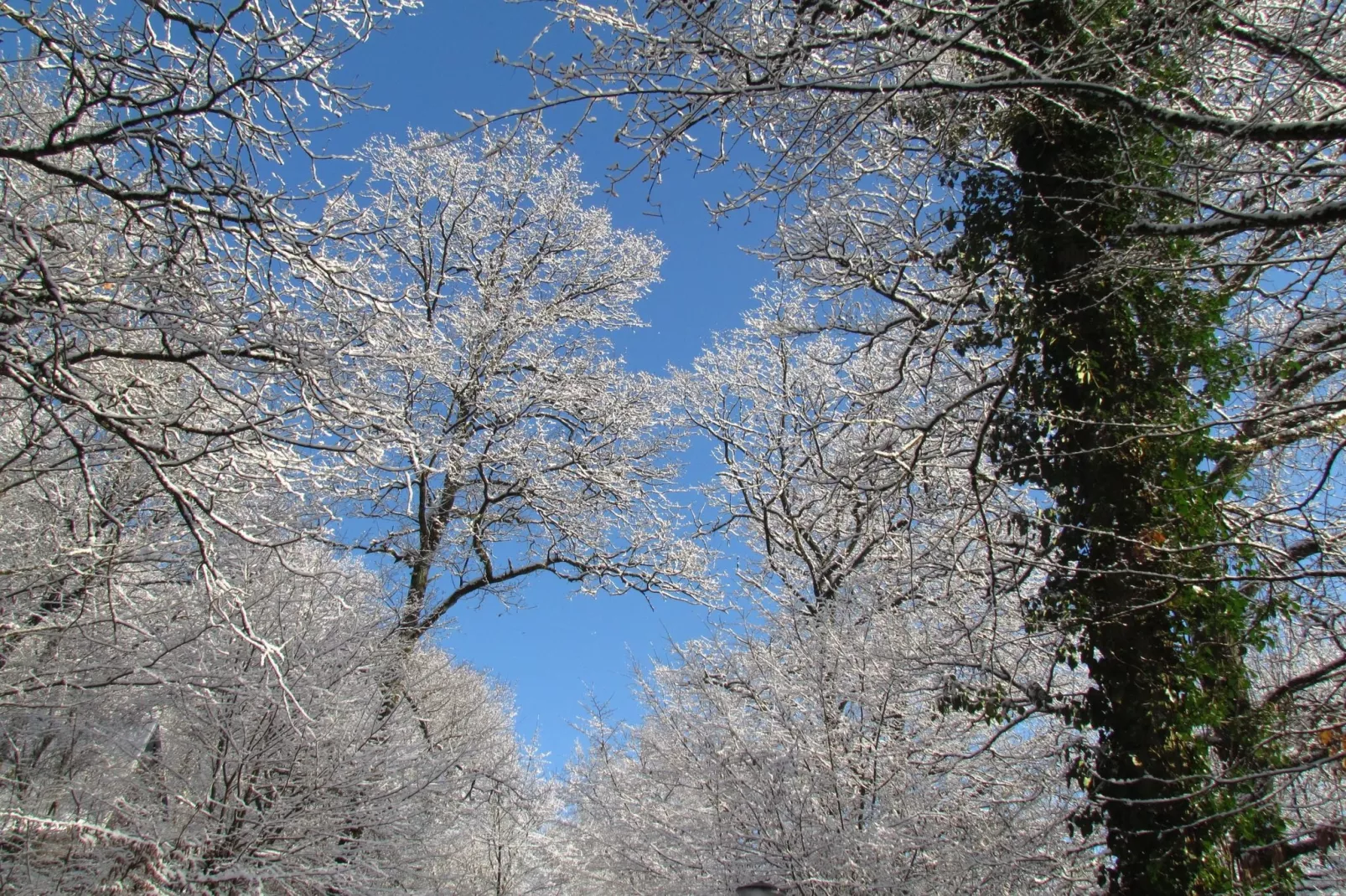 Le Colombier 204-View winter