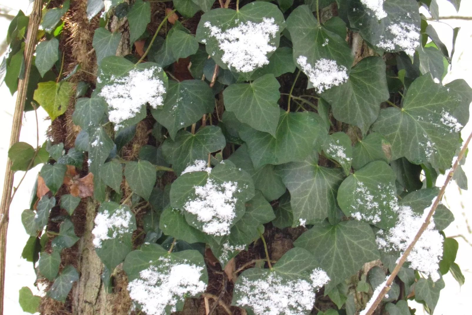 Le Colombier 204-Garden winter