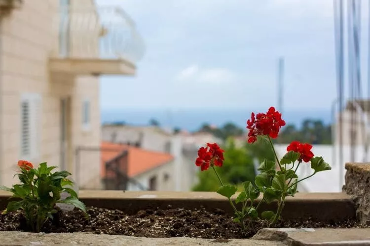 Serious Job Apartment - One Bedroom Apartment with Shared Terrace (veći)-Aussicht