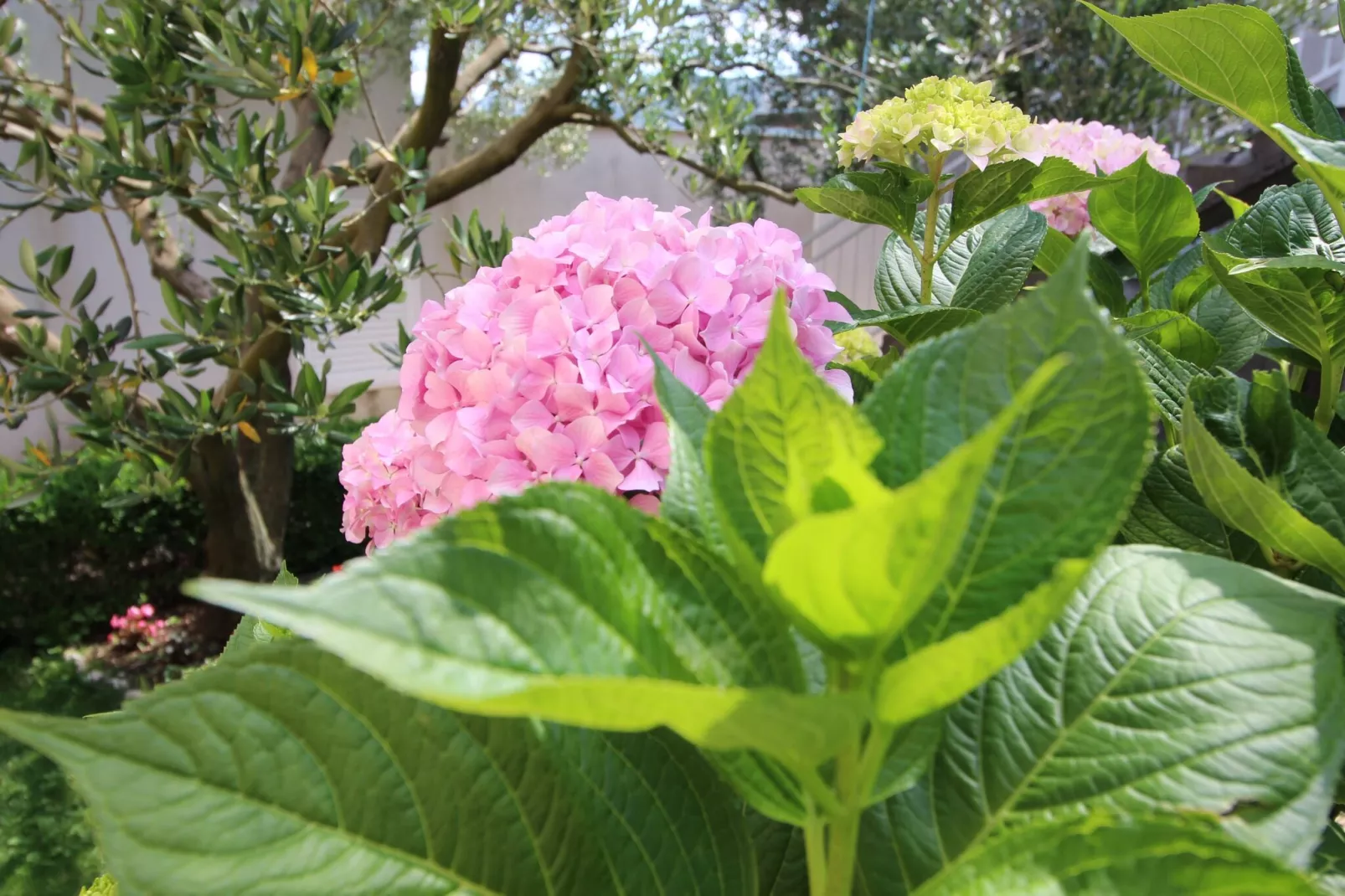 Holiday Home Gea - Three Bedroom Holiday Home with Terrace and Partial Sea View-Gardens summer