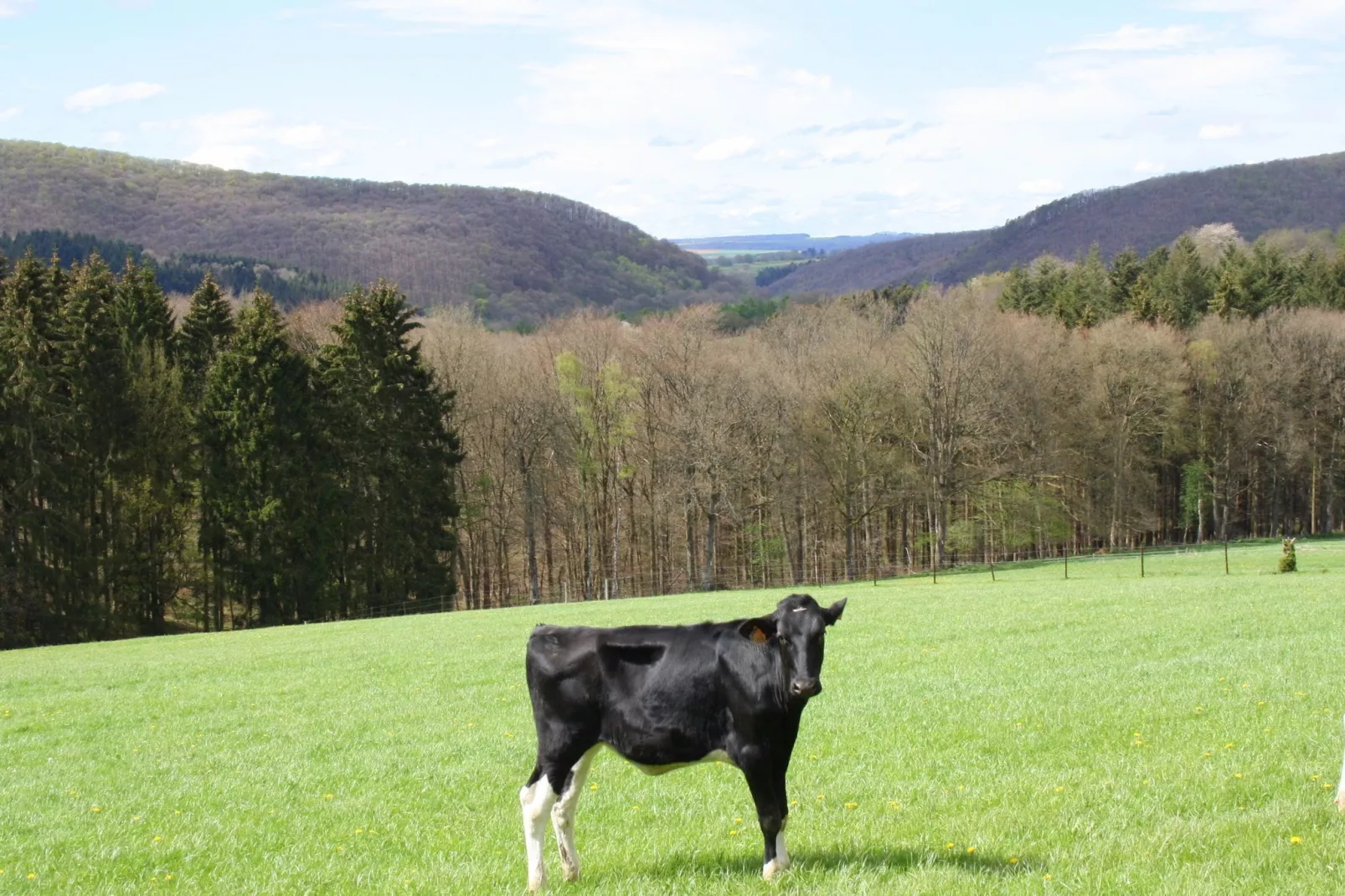 Myrtille et marcassin-Gebiete Sommer 5 km