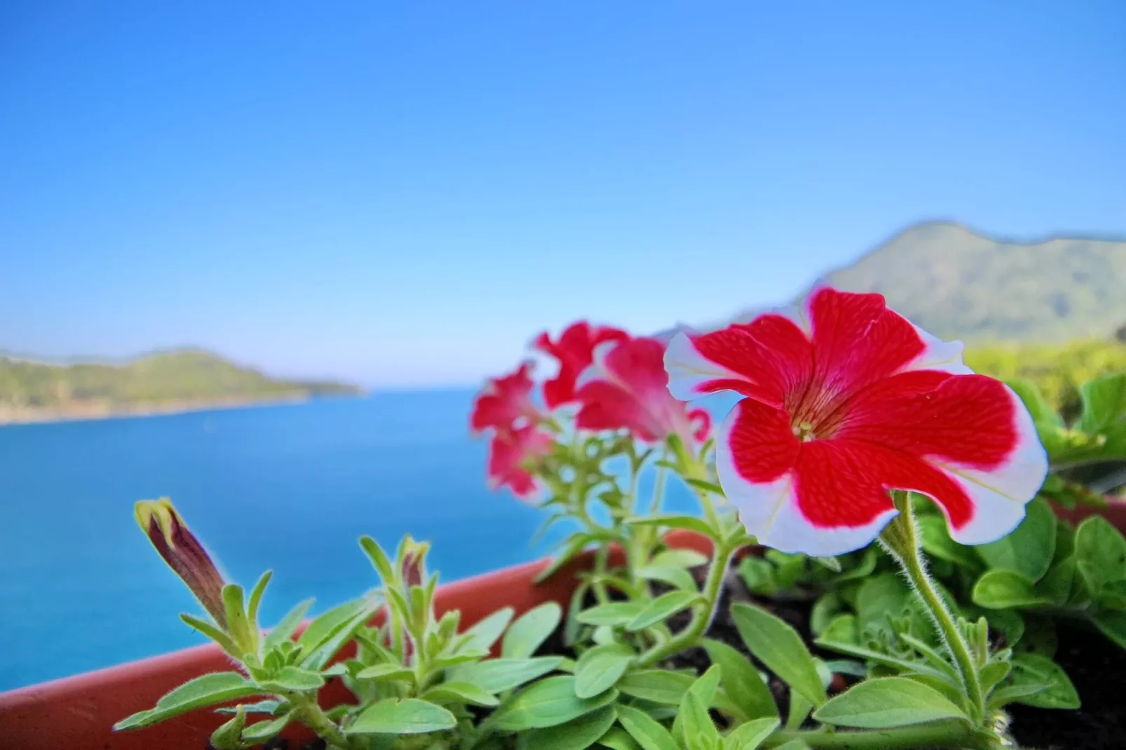 Apartments Filipović - One-Bedroom Apartment with Balcony and Sea View (A1)-Outdoor