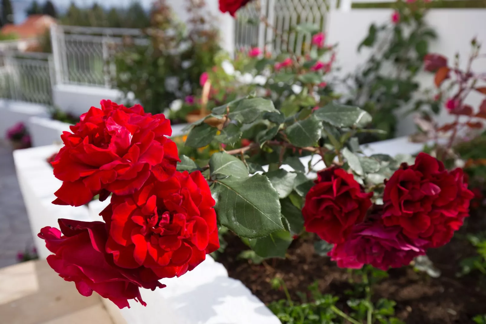 Apartments Blažević - One Bedroom Apt with Terrace-Gardens summer