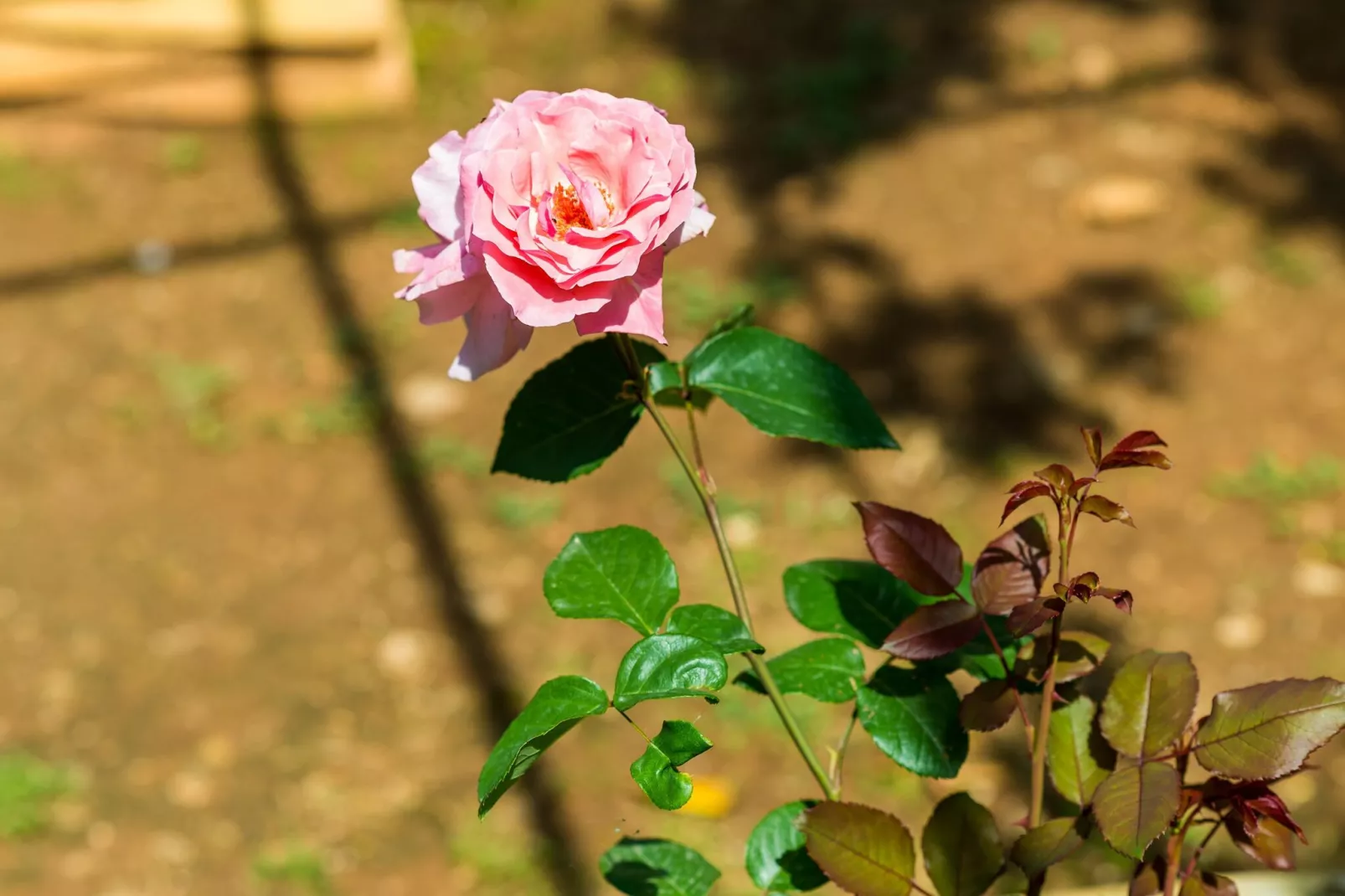 Guest House Ivana -Two Bedroom Apartment with Garden-Indoor