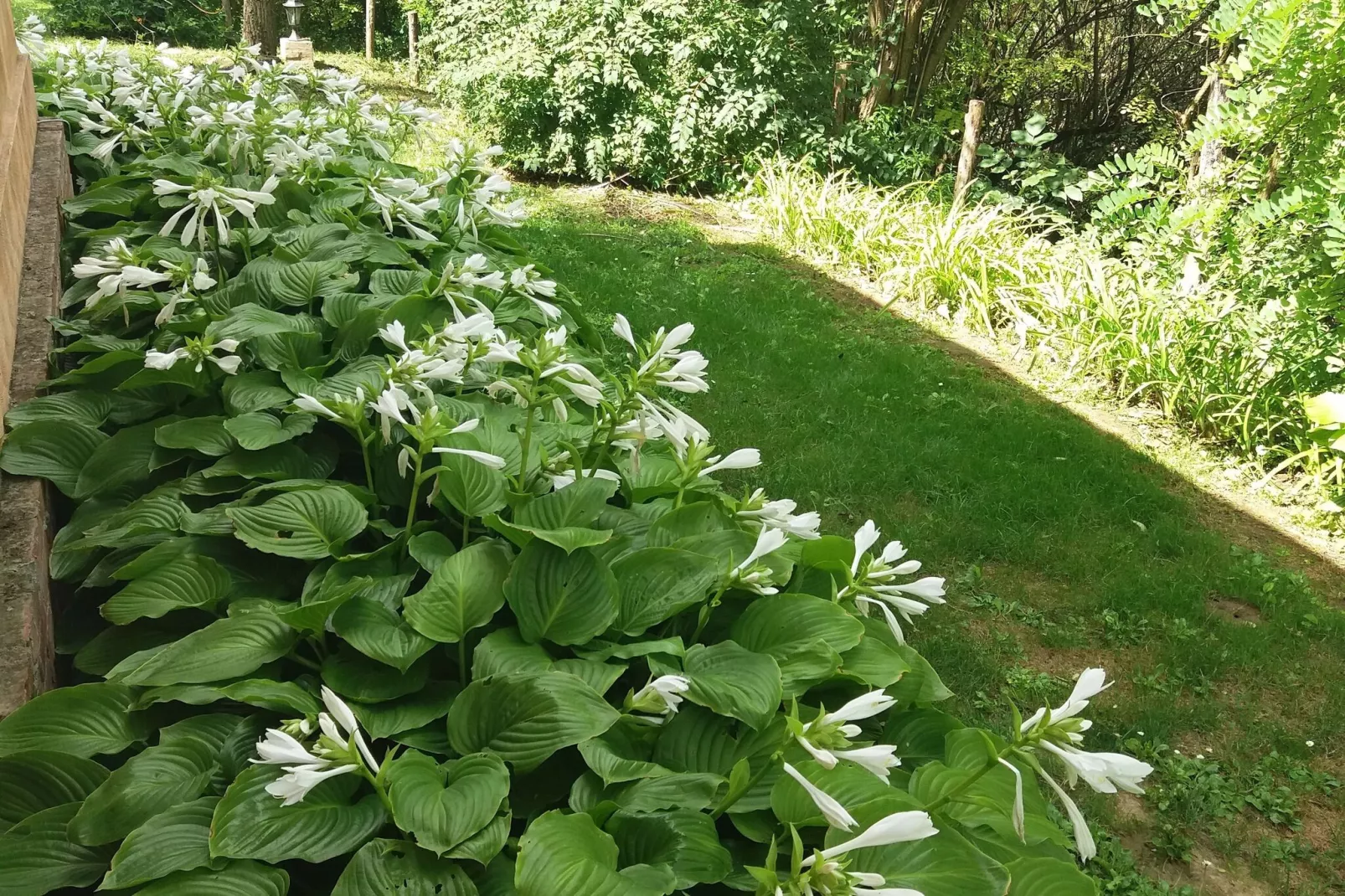 Mikin dol Baranja Country house - Two Bedroom Country House-Gardens summer