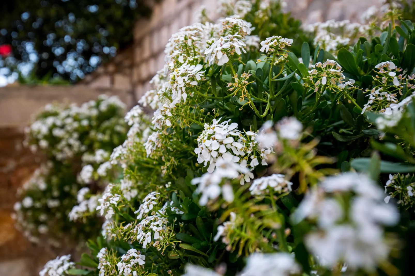 Apartments Odin - One-Bedroom Apartment with Terrace and Sea View - 4-Aussicht