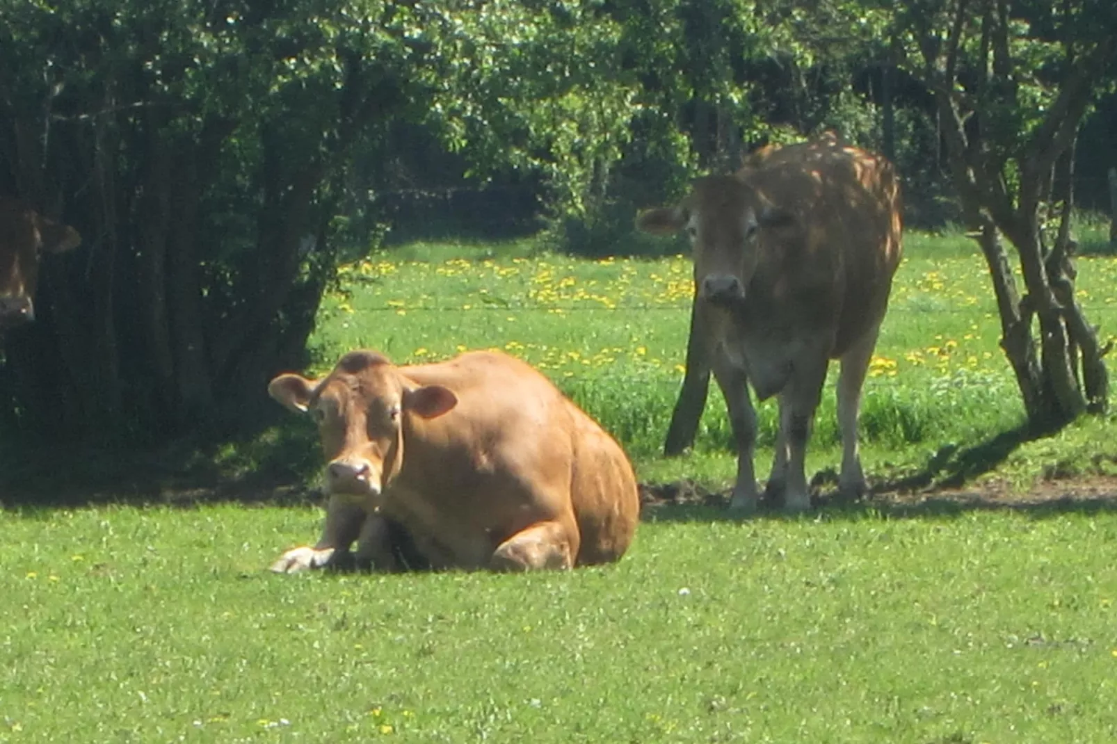 Au Bord de la Rivière