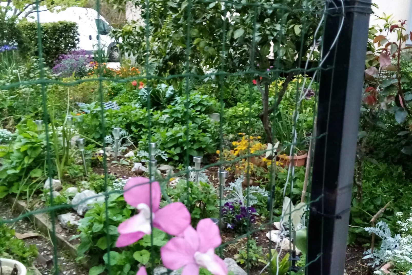 Apartments Vanja Škara Biograd - Studio Apartment with Terrace-Gardens summer