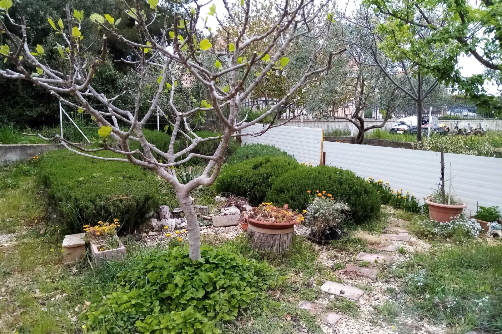 Apartments Vanja Škara Biograd - Studio Apartment with Terrace-Gardens summer