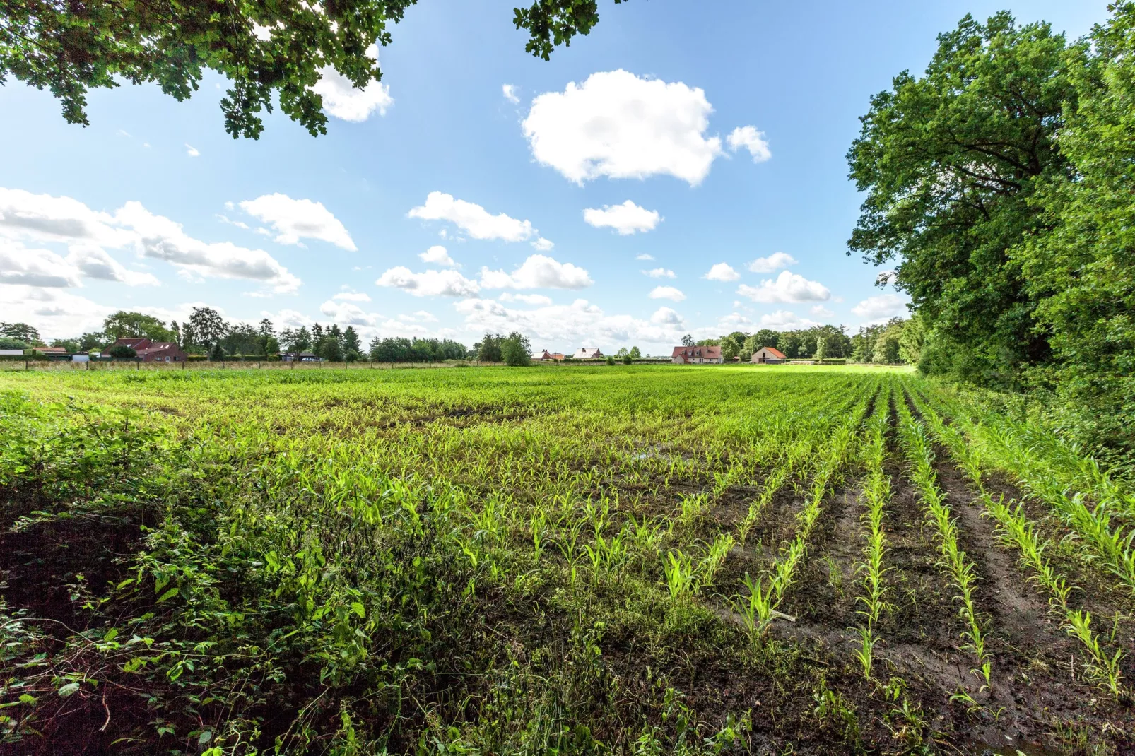 De Snoeibijl-View summer