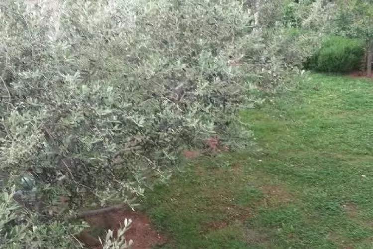 Apartments Smilje i Maslina - One Bedroom Apartment with Terrace (SIM 2)-Gardens summer