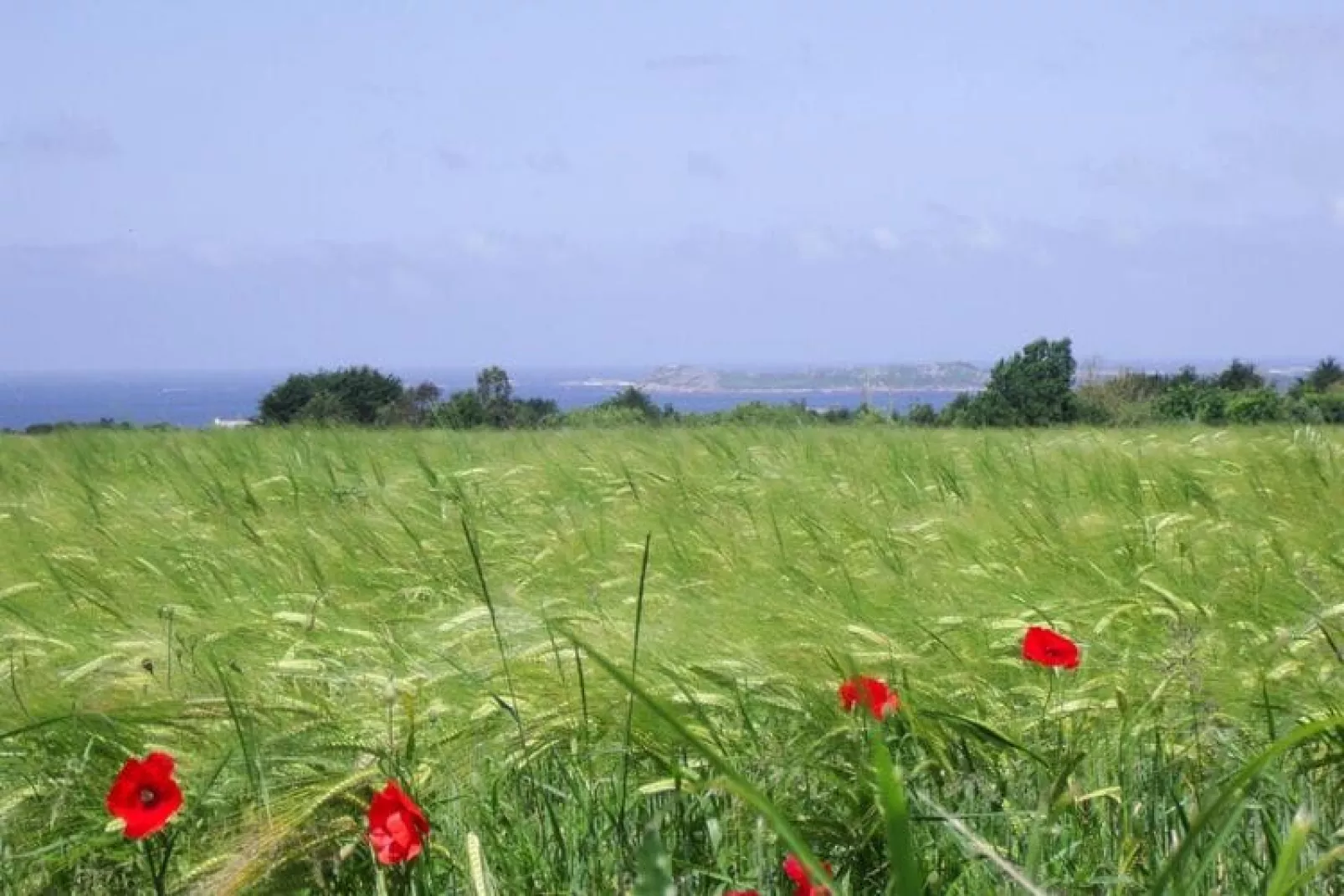 Holiday home, Trédrez-Locquémeau-Grand gîte-View summer