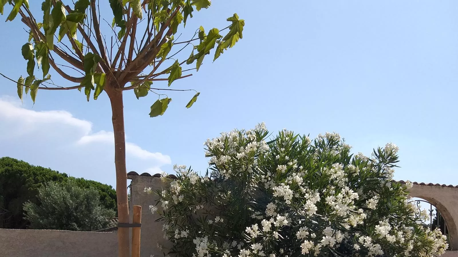 Parasar-Gardens summer