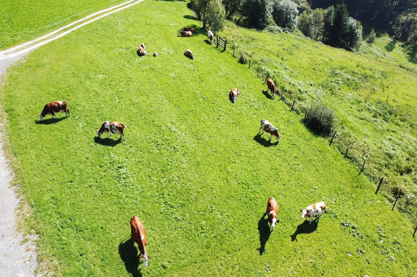 Bergliebe & Waldrand-View summer