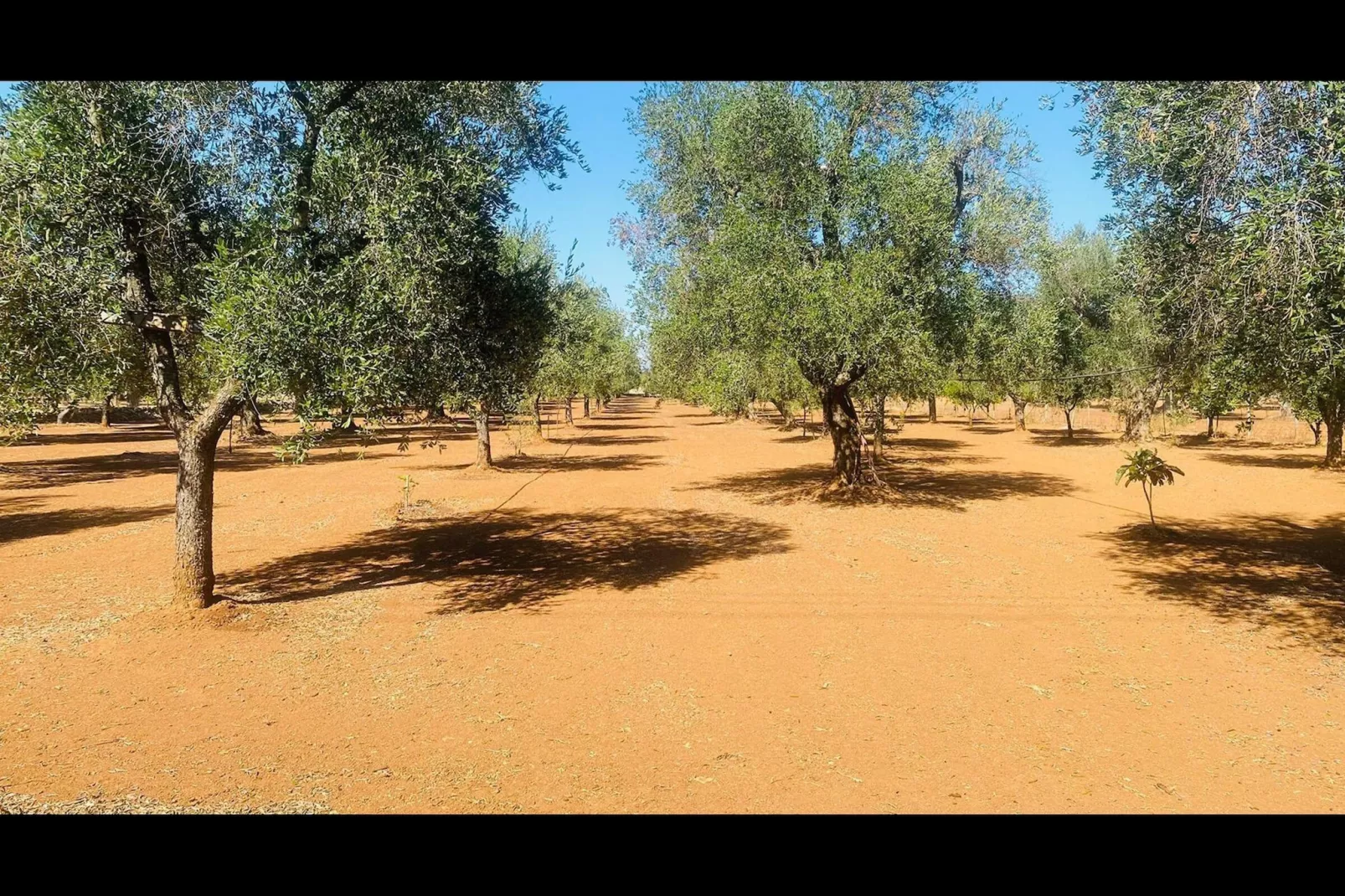Villa azzurza - Jardins en été