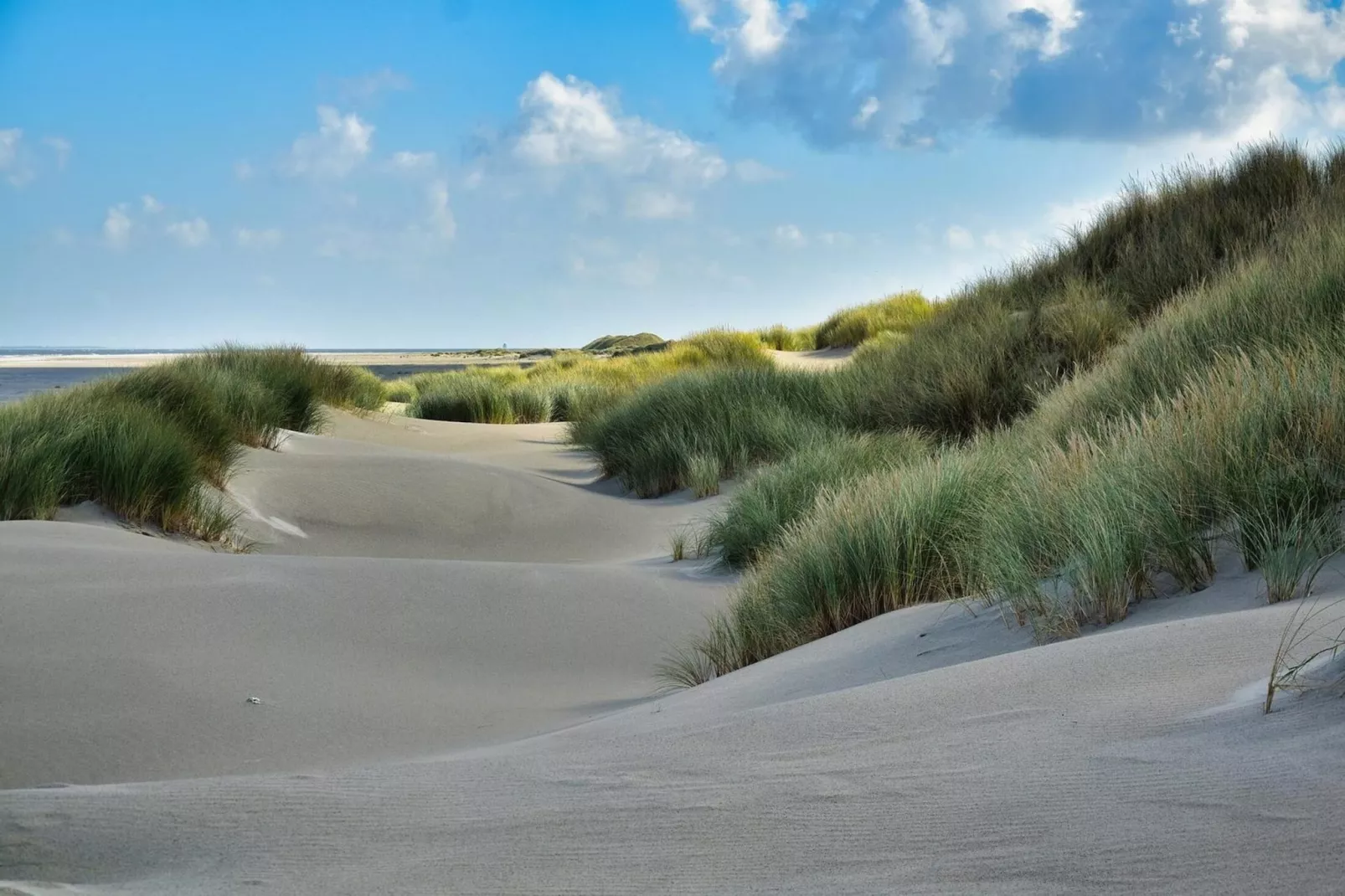 Schoneveld 157 Duinroos Breskens-Areas summer 5km